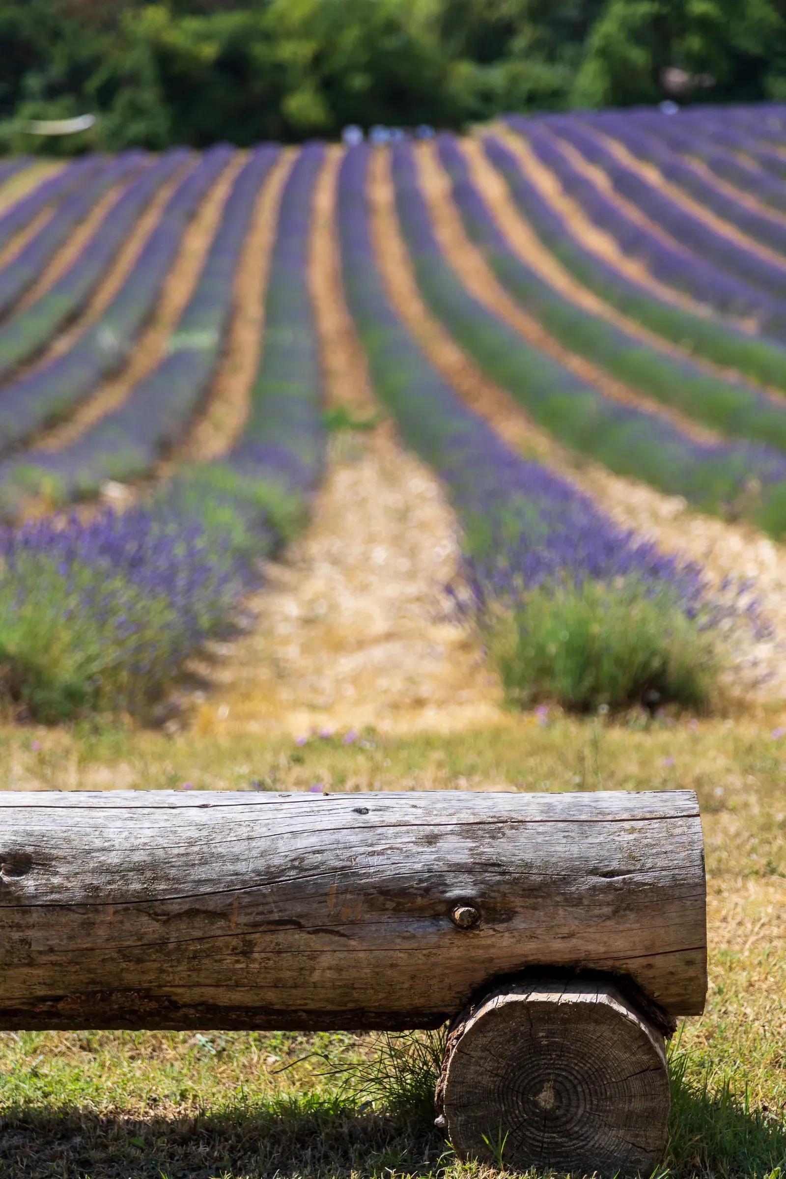 lavender fields