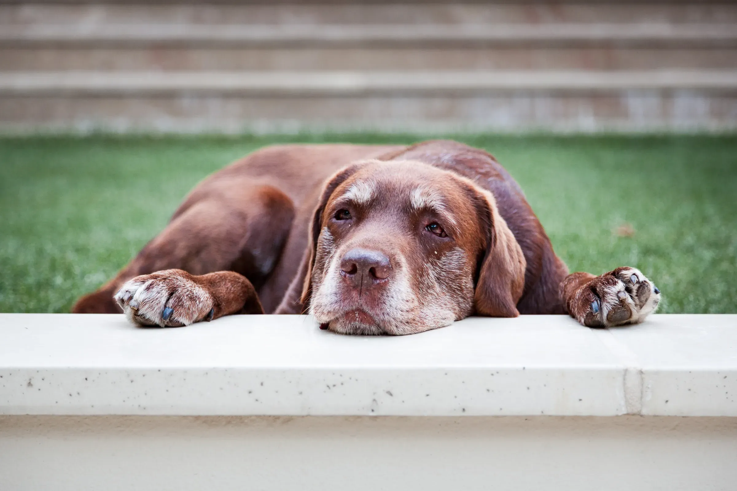 Aged chocolate Labrador resting his chin on a stone ledge, paws extended forward, greying muzzle, tired eyes, green grass behind