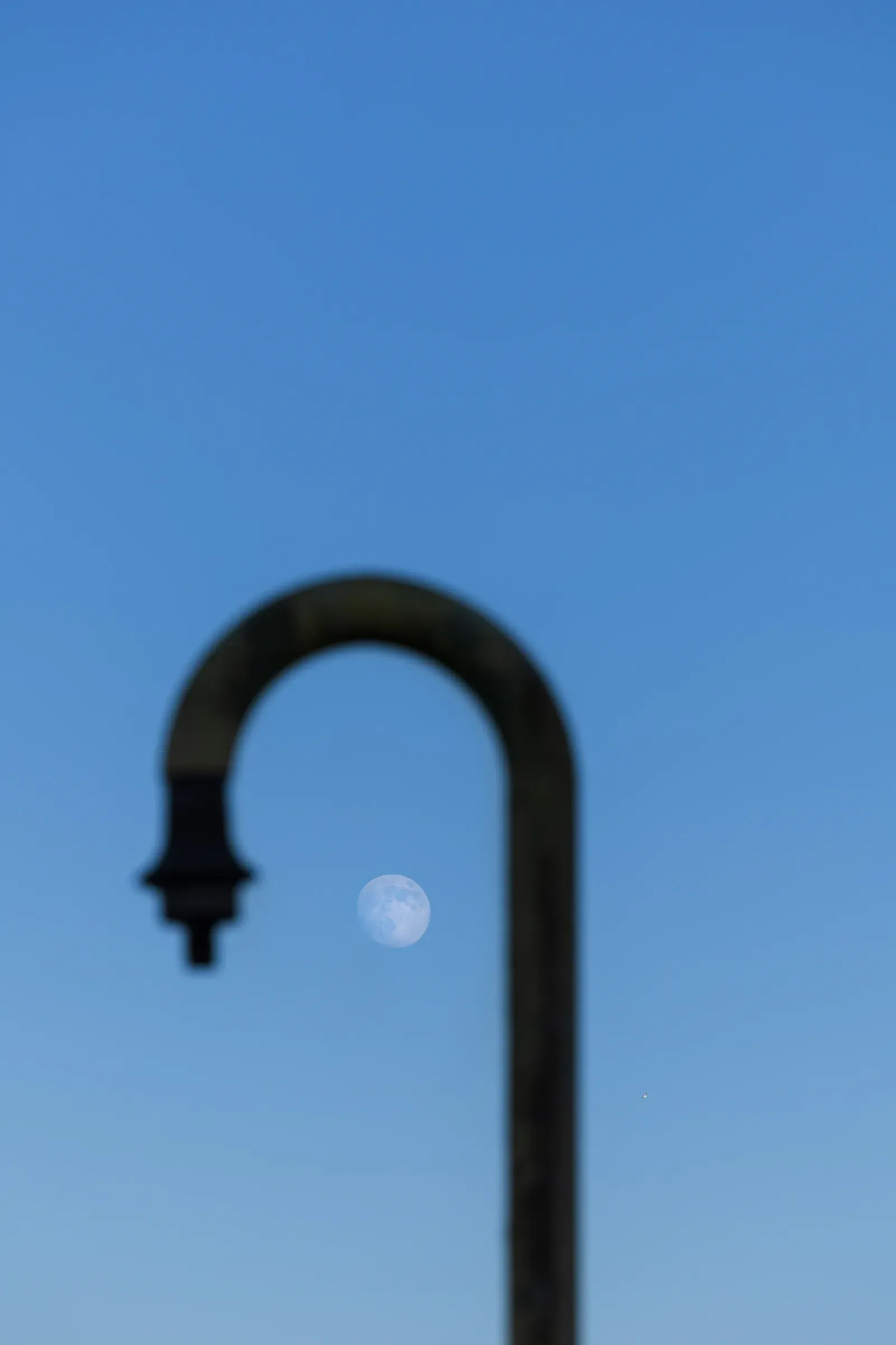 Apicaday