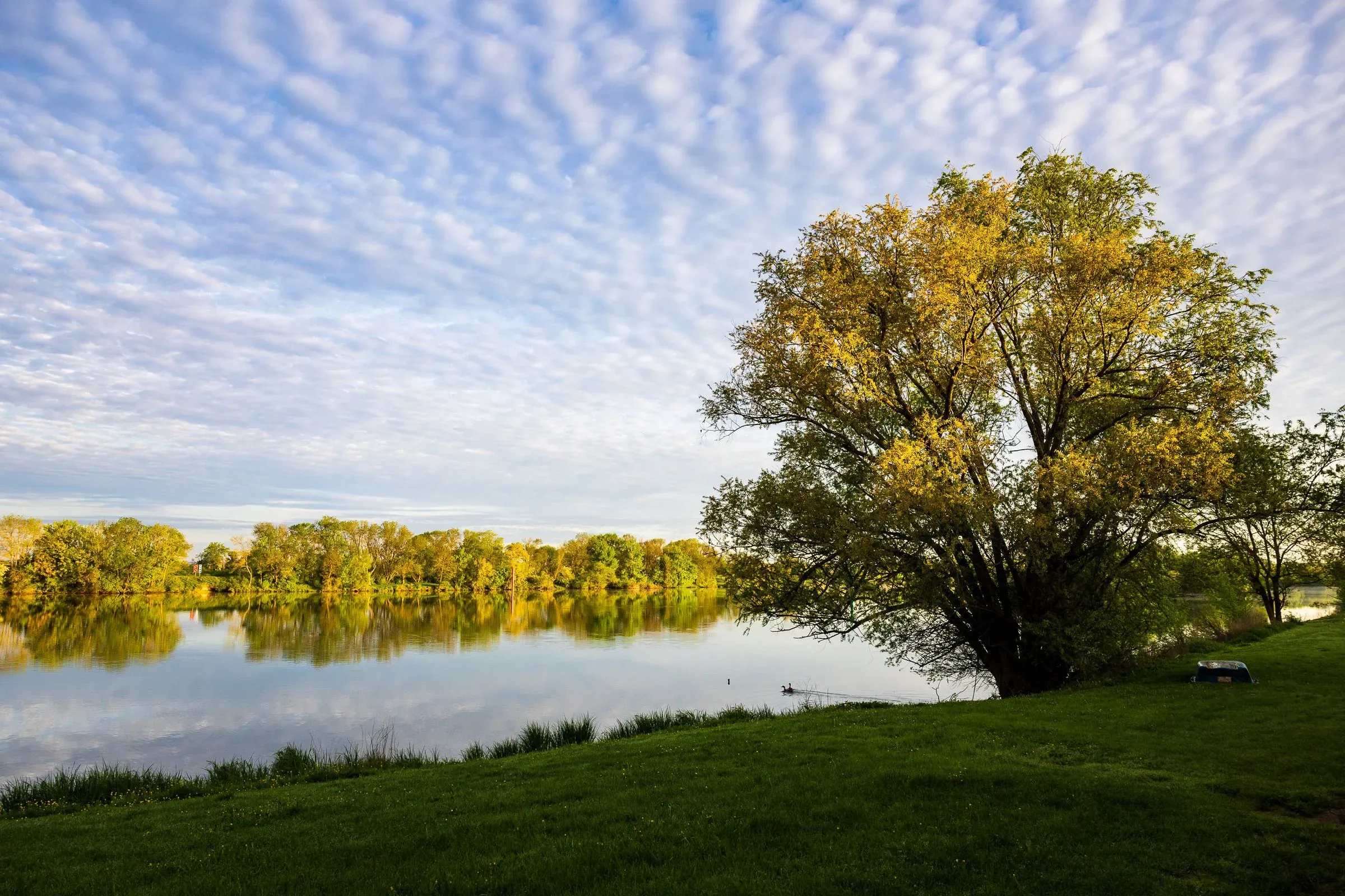 A willow tree in golden evening light on a riverbank, calm water with reflections, two ducks and a moored boat, Chalon-sur-Saône