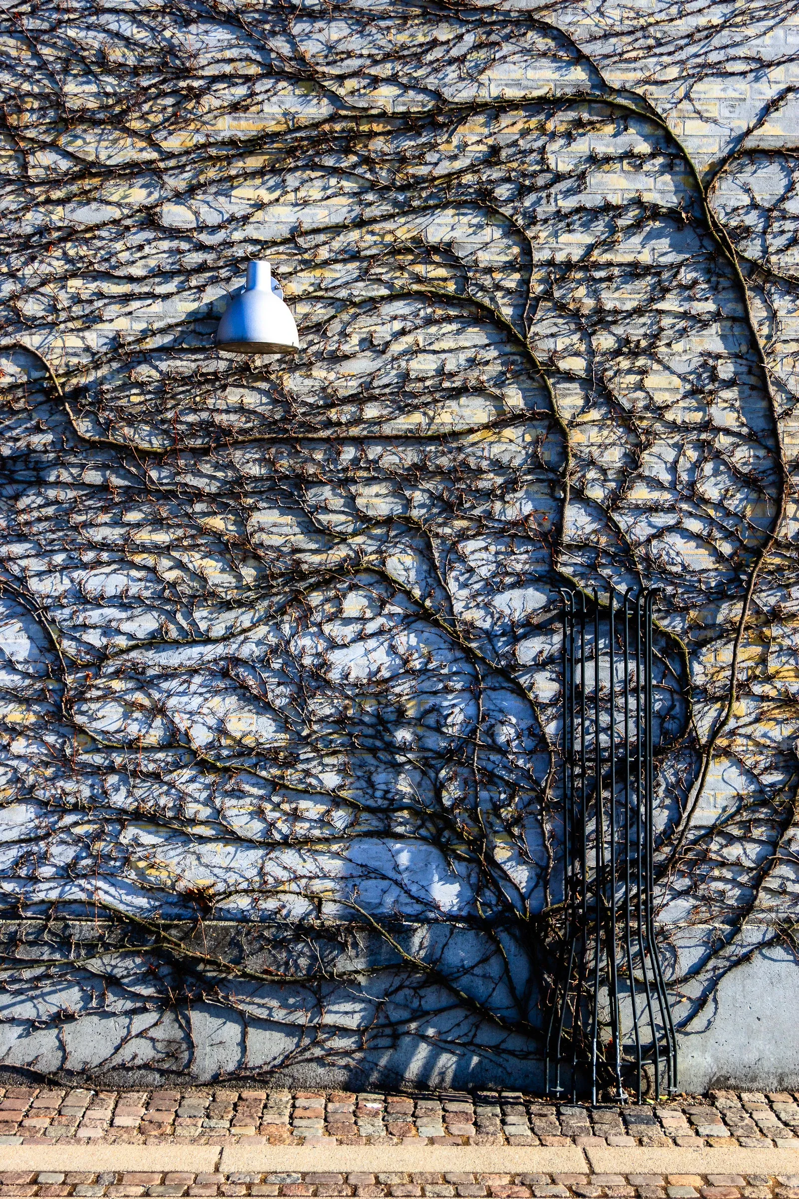 Bare vine branches spreading across a building wall with a hanging lamp and iron gate