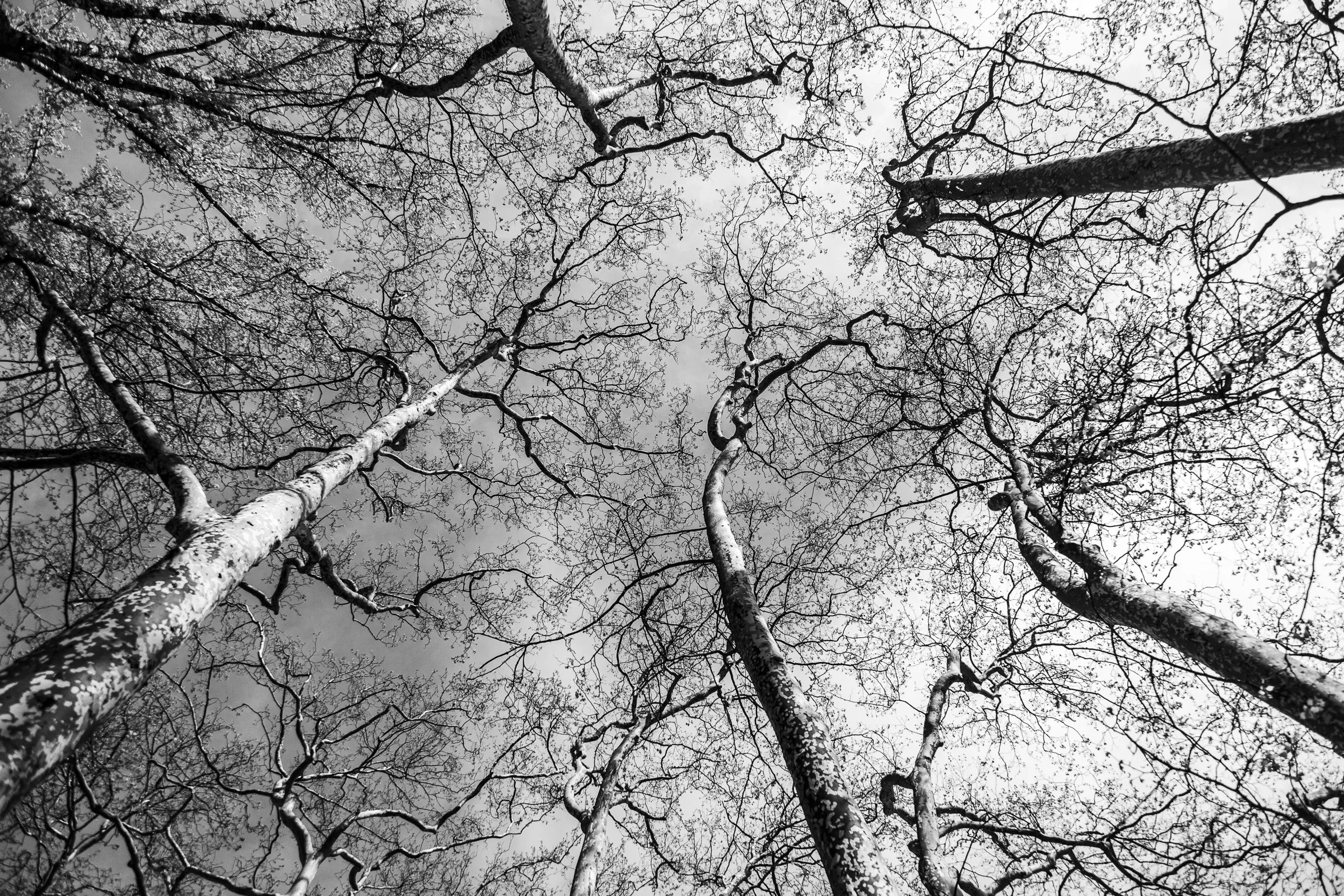 Looking up at bare tree branches against a grey winter sky, black and white