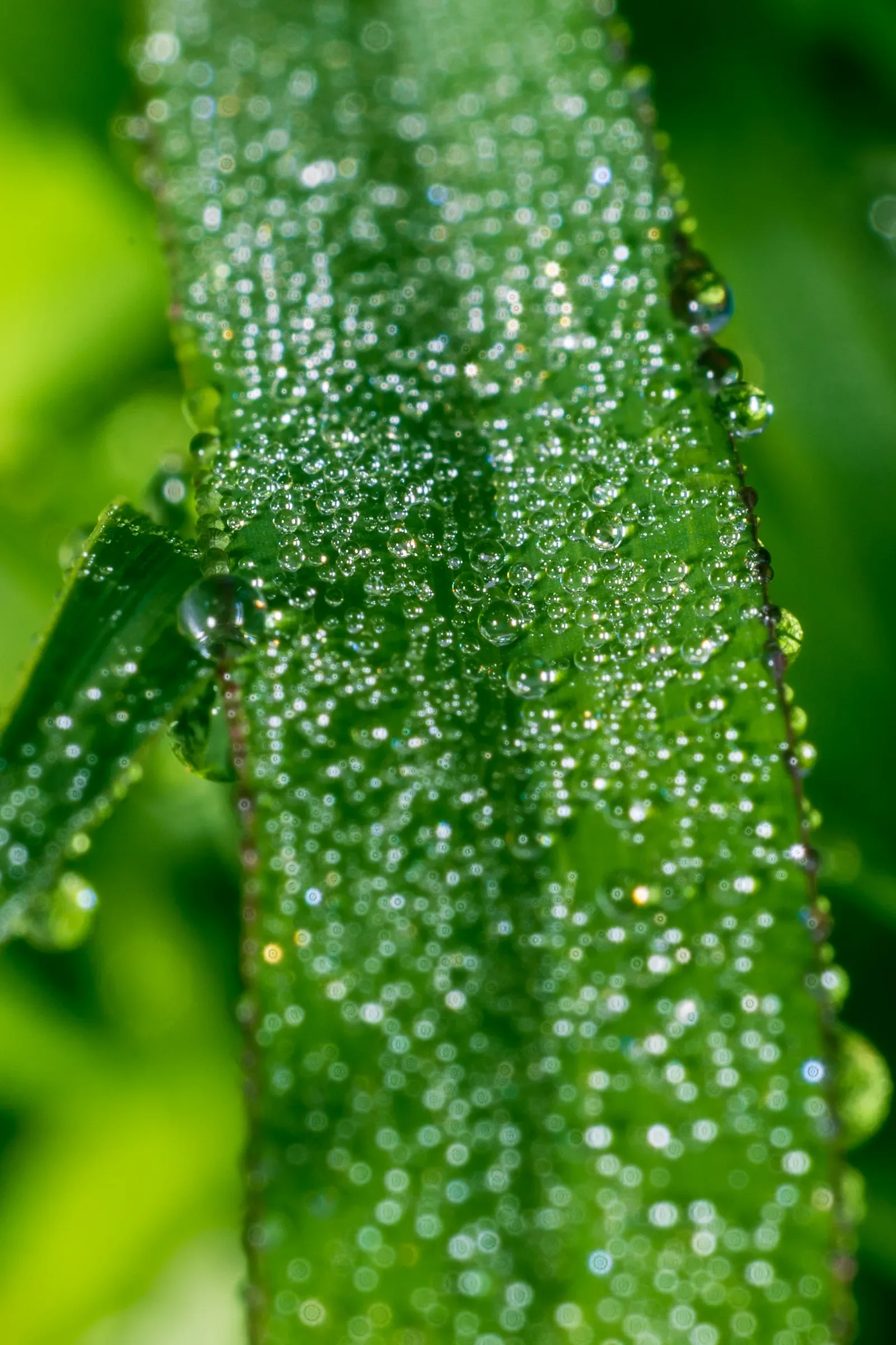 Close-up of water droplets covering a green leaf