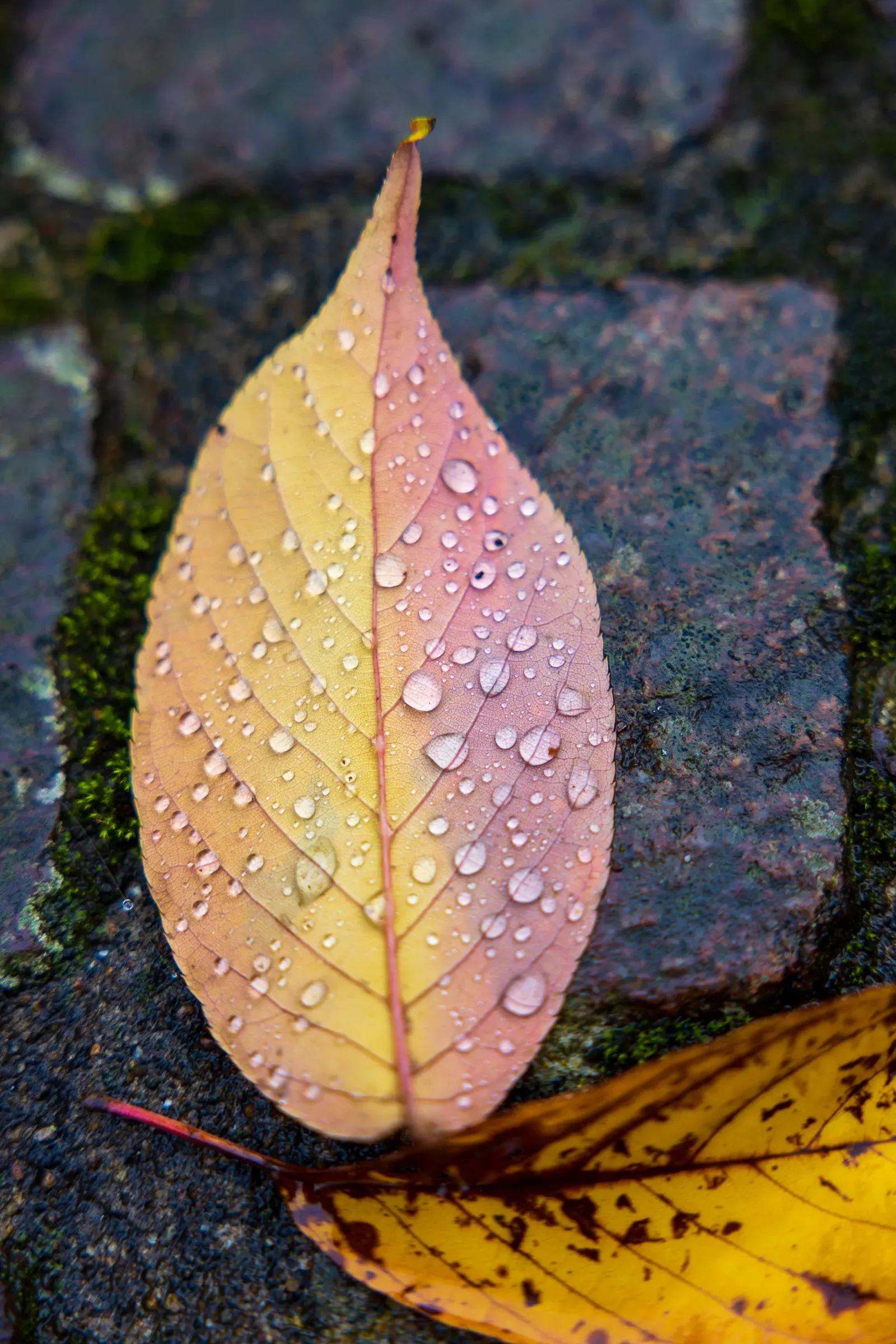 Fallen pink and orange autumn leaf with water droplets resting on stone cobblestones