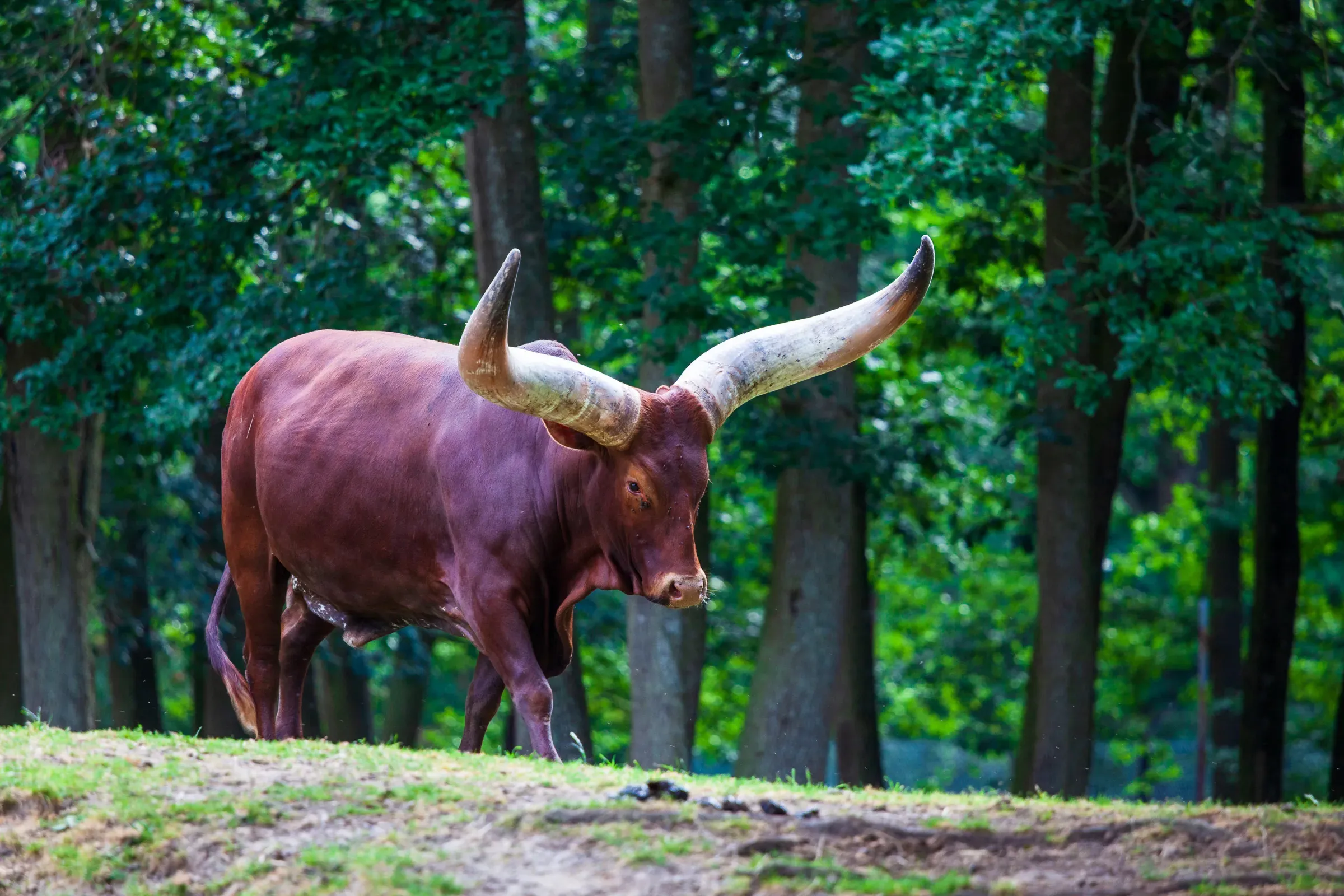 Ankole-Watusi bull with massive curved horns standing on a grassy slope, dense green trees behind