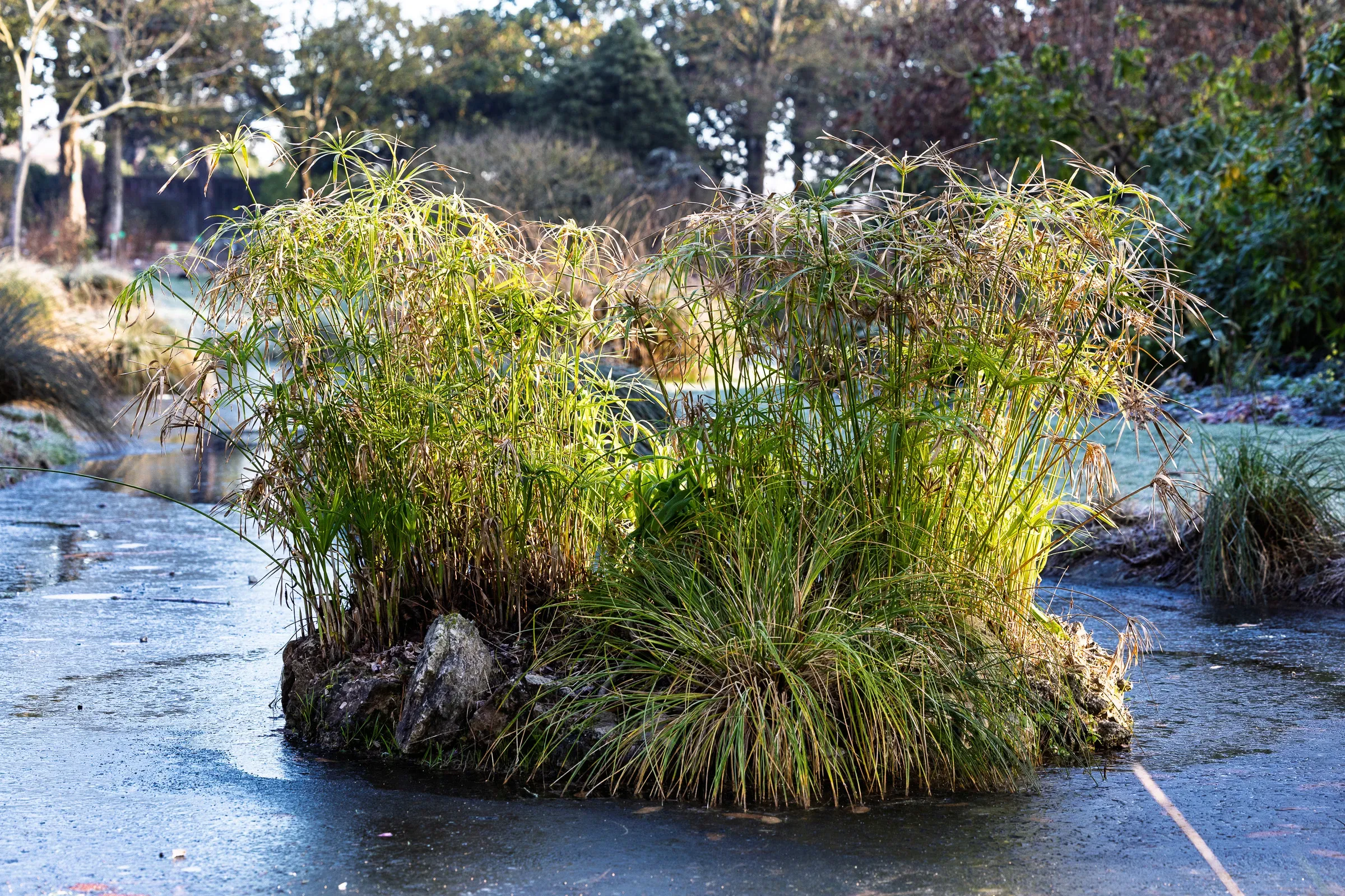 A clump of ornamental grasses on a small frozen pond island, frost on the ground, bare winter trees behind