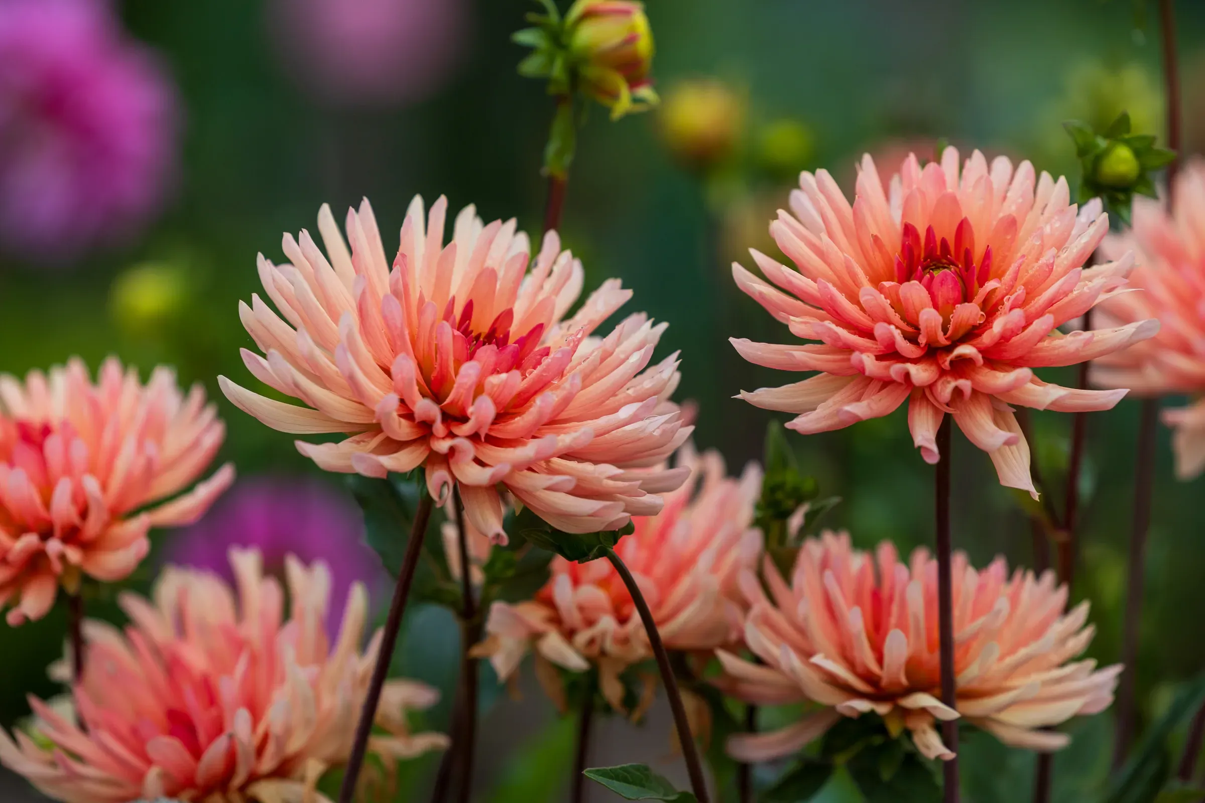 Pink dahlia flowers in bloom against a blurred garden background