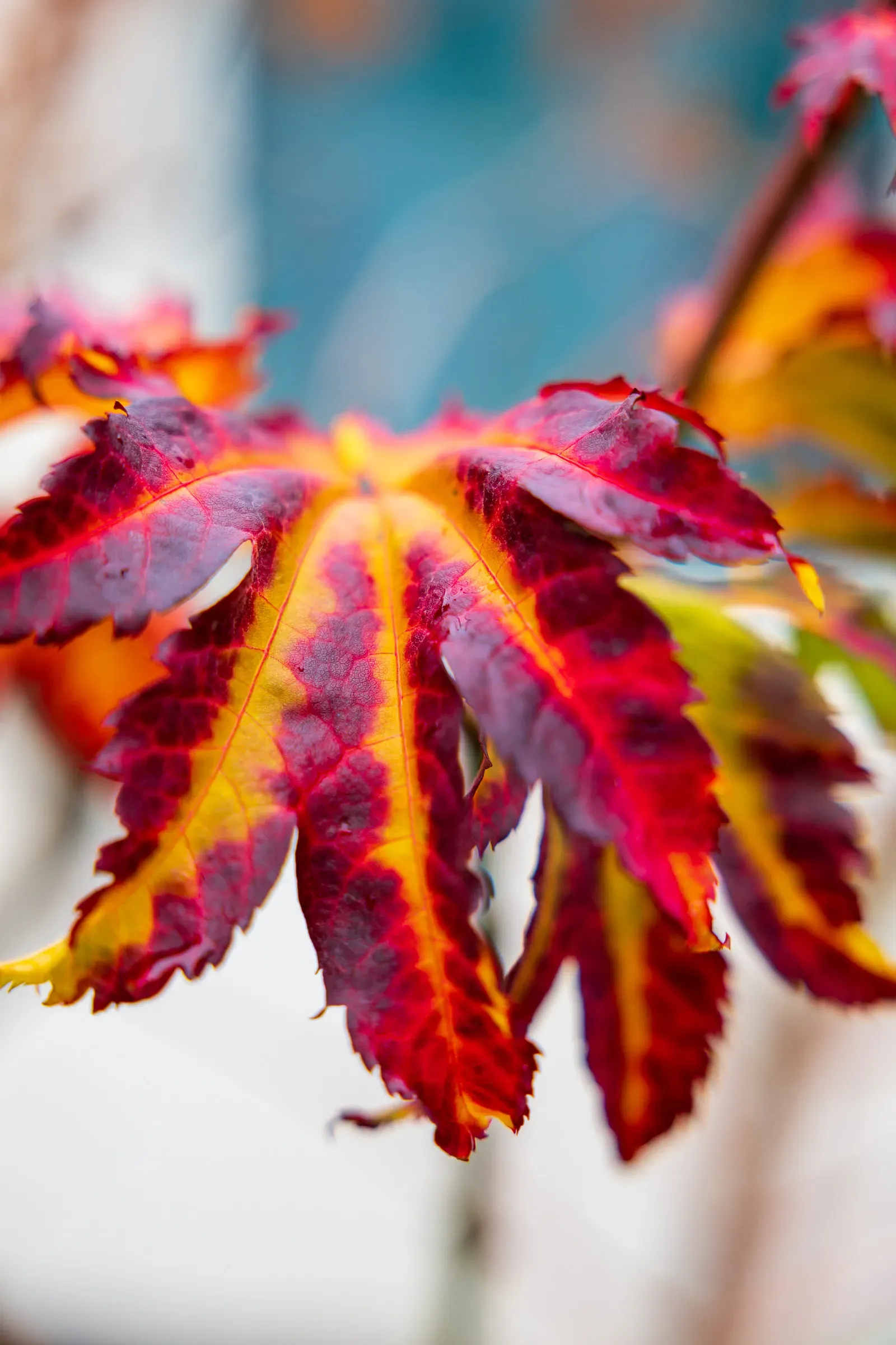 Close-up of a vivid crimson and yellow maple leaf on a branch in autumn