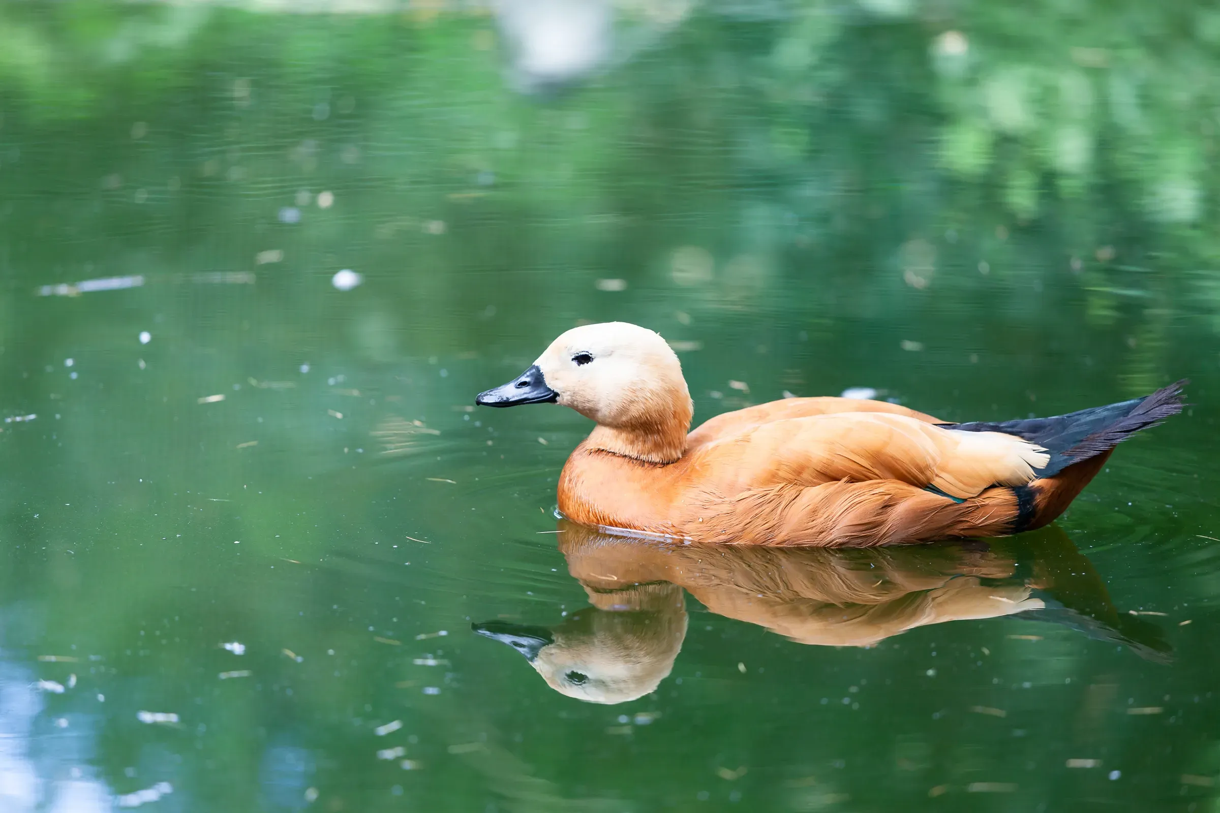 Ruddy shelduck gliding on still green water, reflection mirrored below, bokeh of overhanging trees