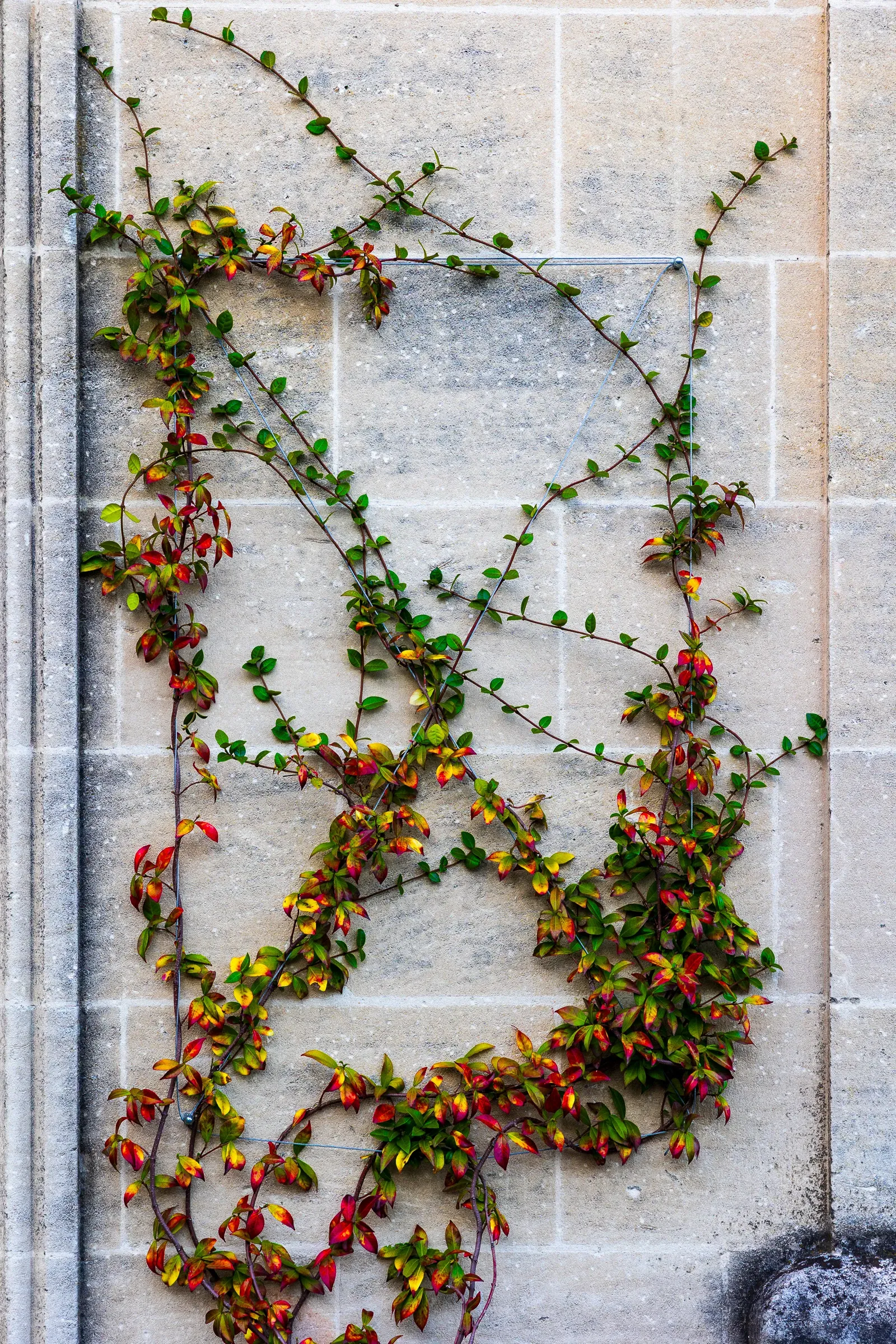Sparse climbing vine with red and green leaves tracing a loose pattern across a limestone block wall, Bordeaux