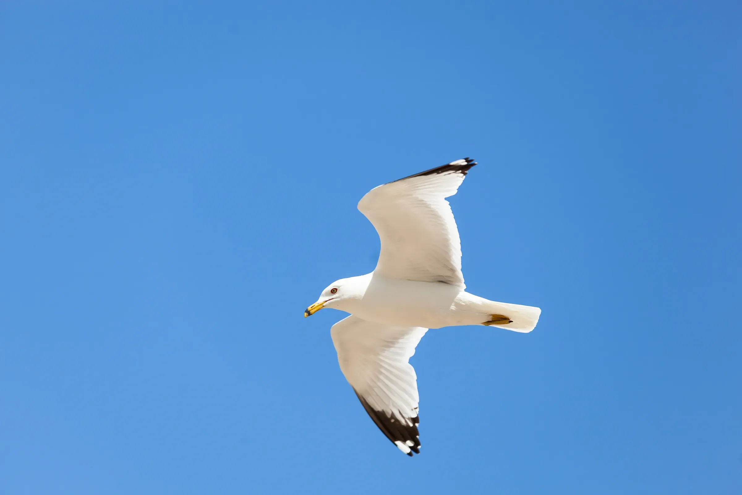 Ring-billed gull in full flight against an unbroken blue sky, wings spread wide, yellow beak and feet visible