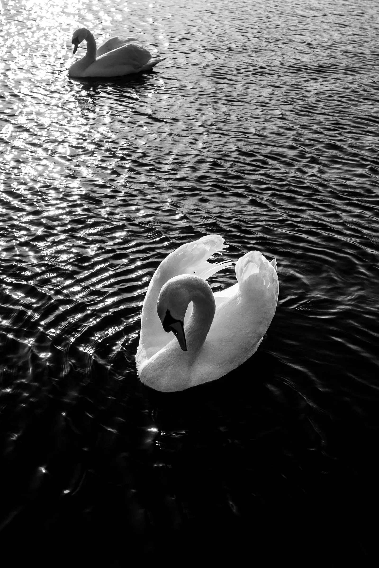 Two mute swans on dark rippling water, the nearer bird preening its breast feathers, the other a pale shape far behind