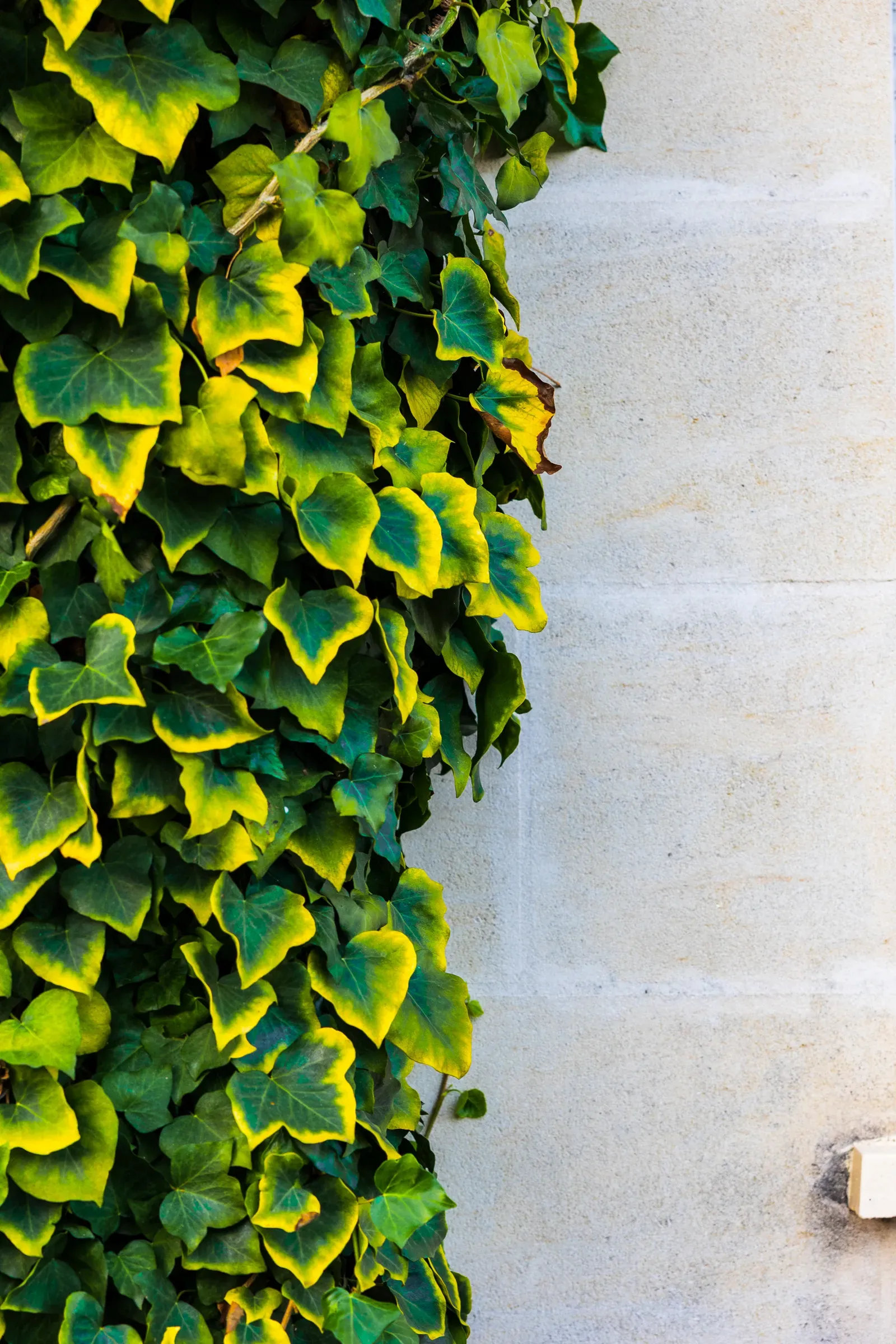 Dense yellow-green ivy cascading down the left side of a pale stone wall, Bordeaux