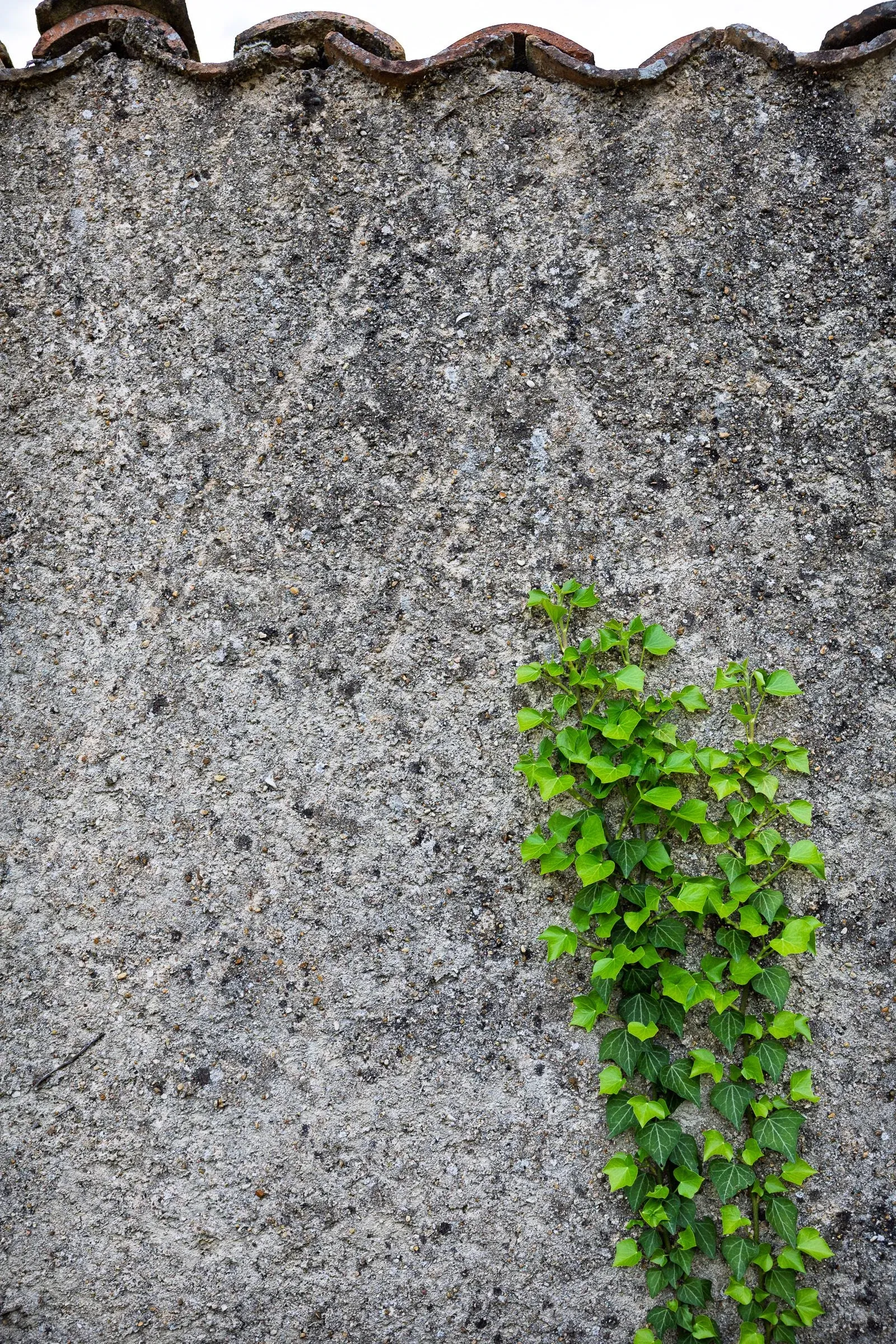 Close-up of a weathered stone wall under a tiled roof edge, a single ivy vine climbing from the bottom corner
