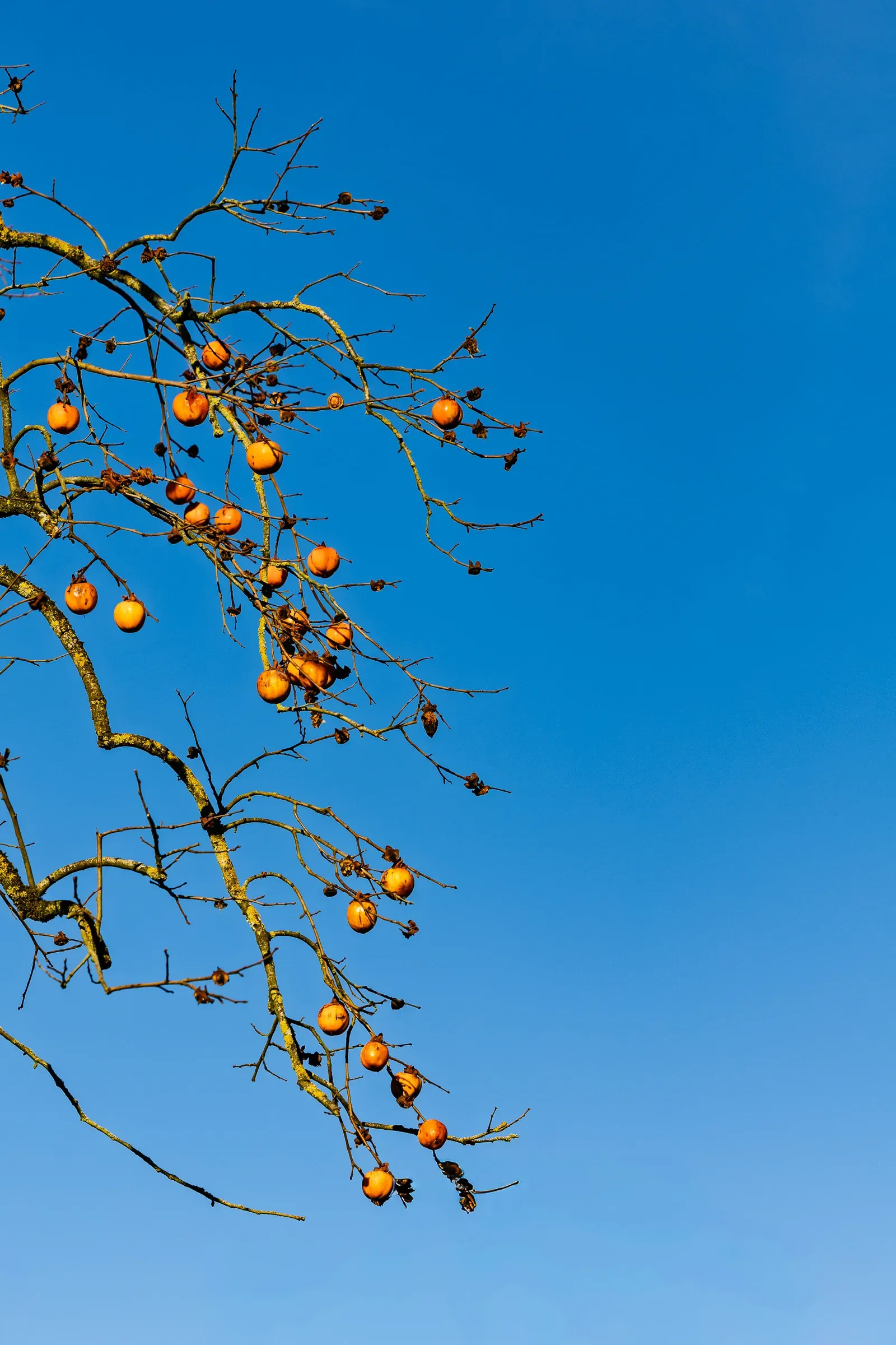 Bare tree branches holding small orange persimmon-like fruits against a deep blue winter sky