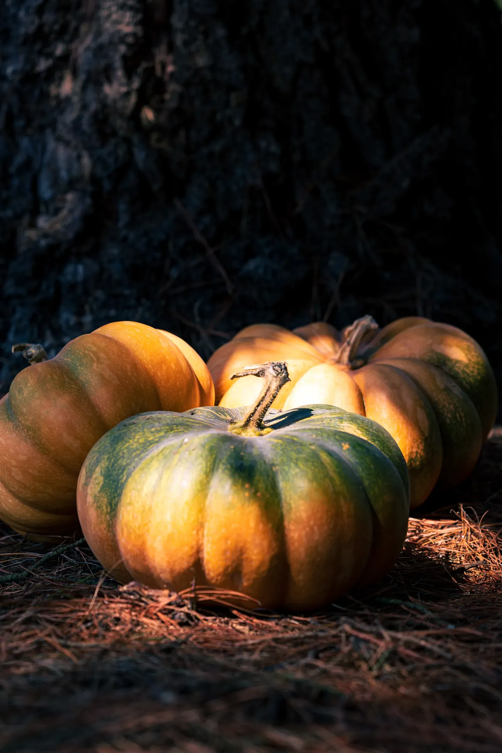 Three pumpkins resting at the base of a dark tree trunk in dim light