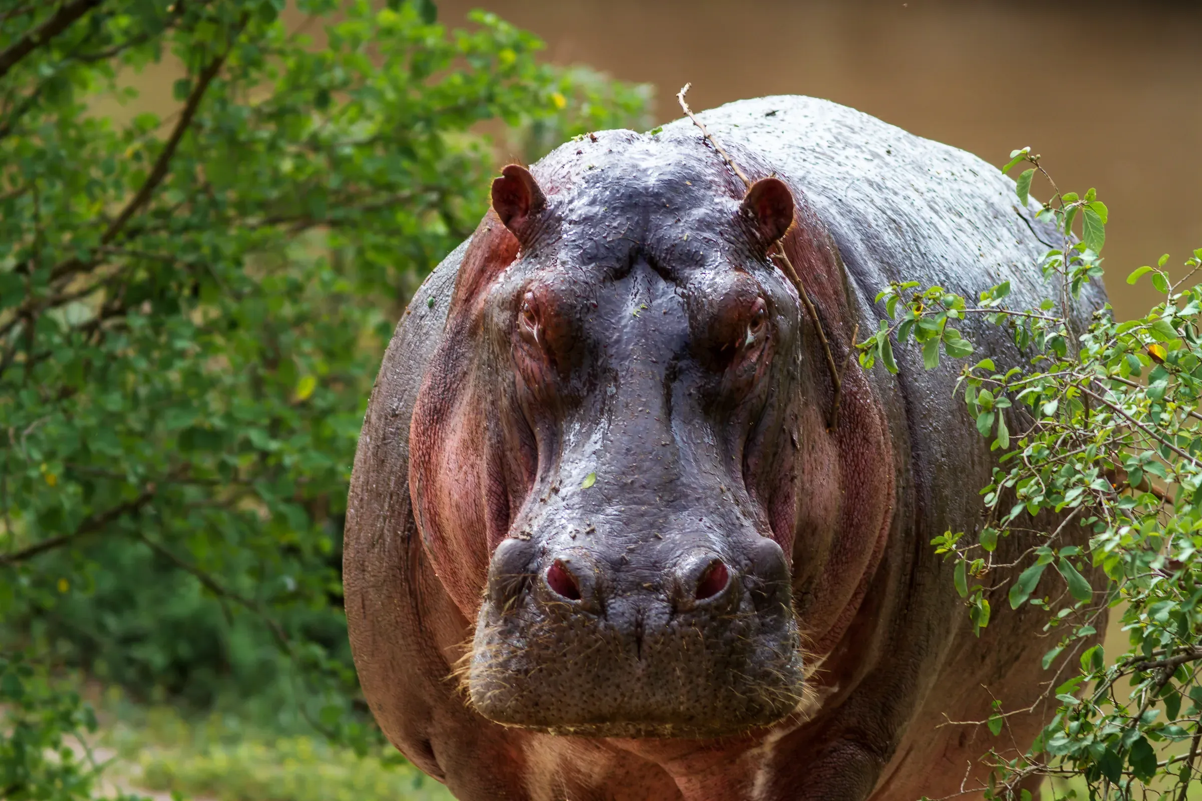 Hippopotamus facing directly at the camera, massive head filling the frame, greenery brushing both sides