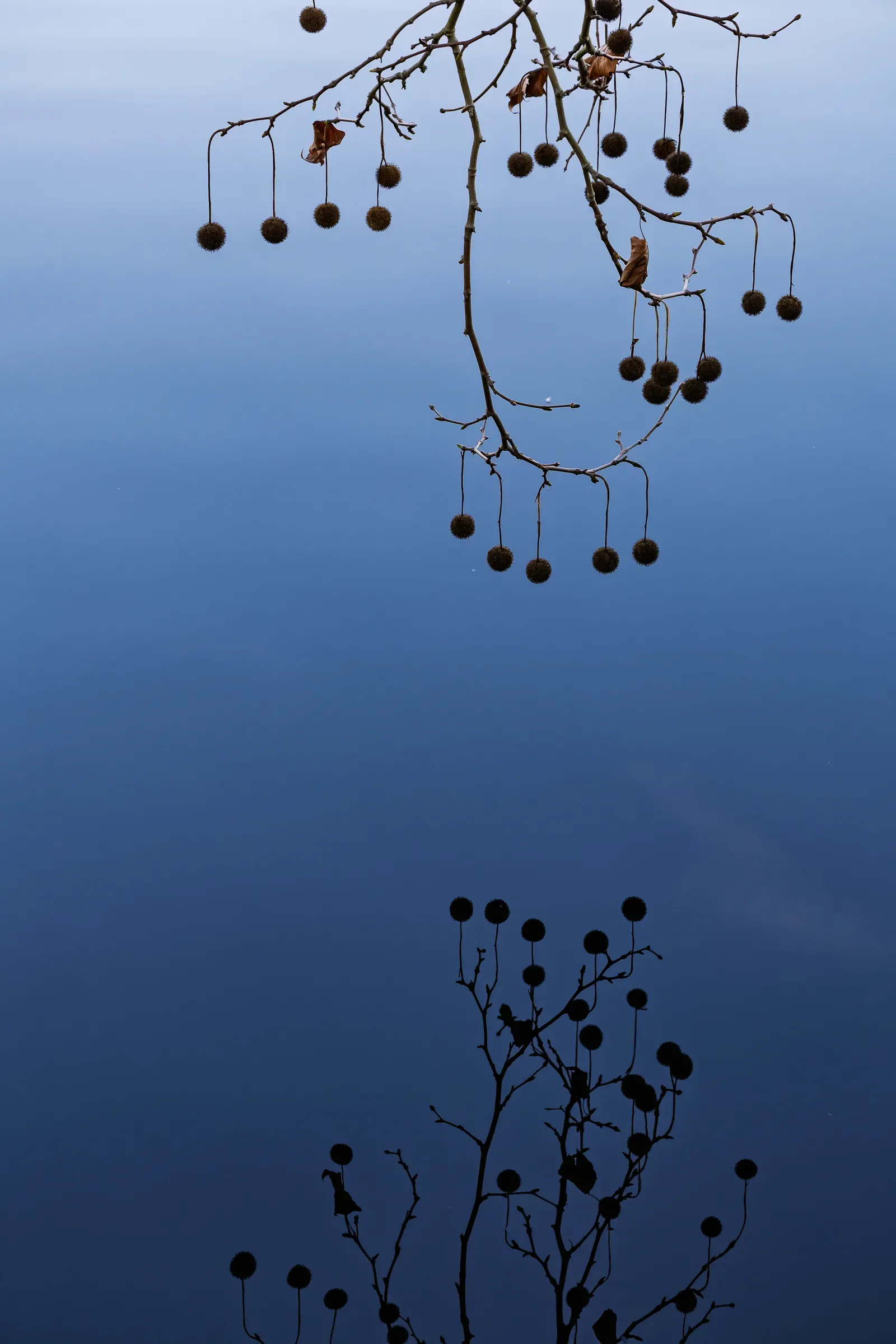 Plane tree seed balls hanging over a still blue pond, their reflection mirrored below in dark water