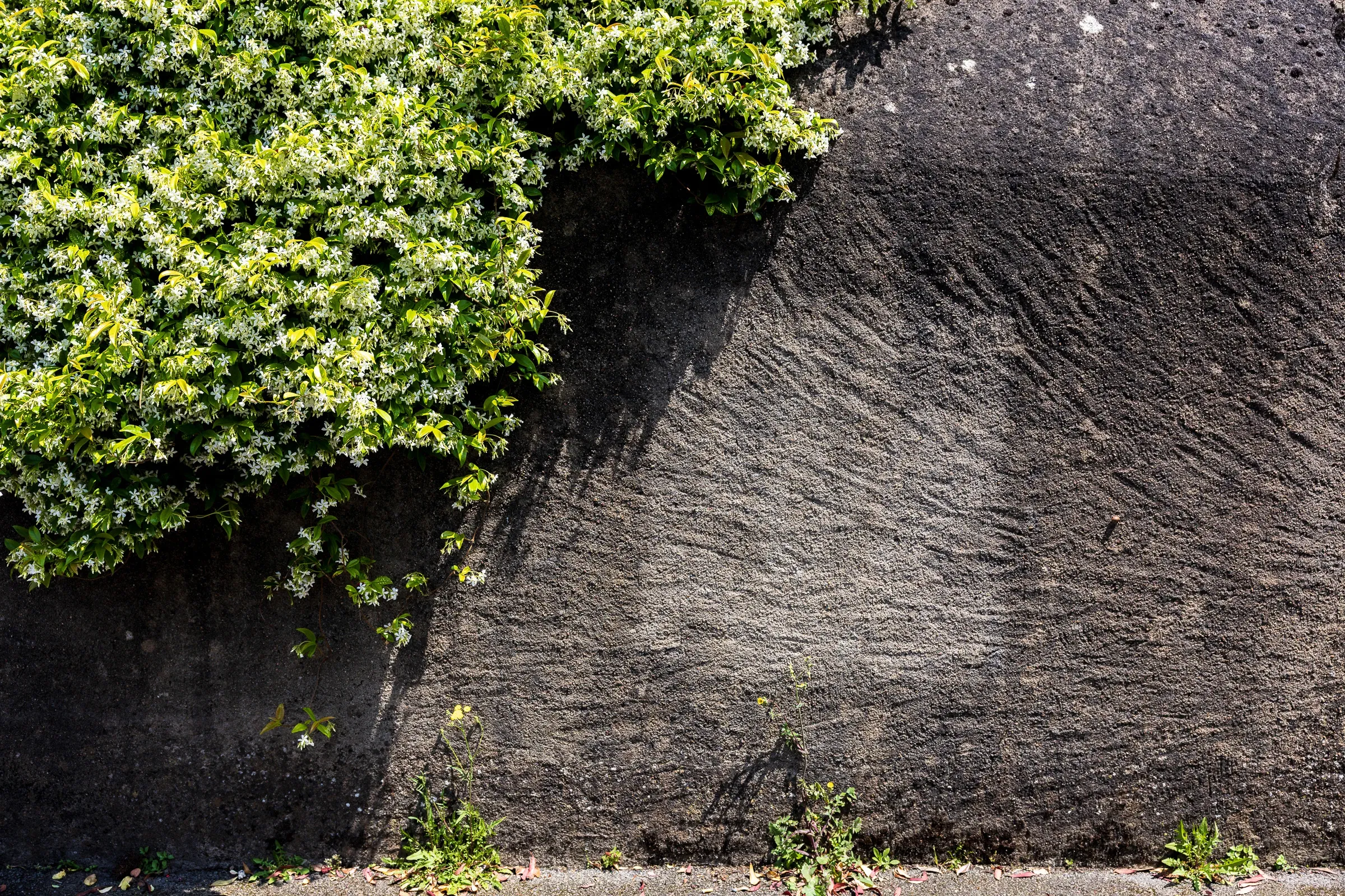 A green-leafed shrub overhanging a dark textured wall, its shadow stretching across the rough render