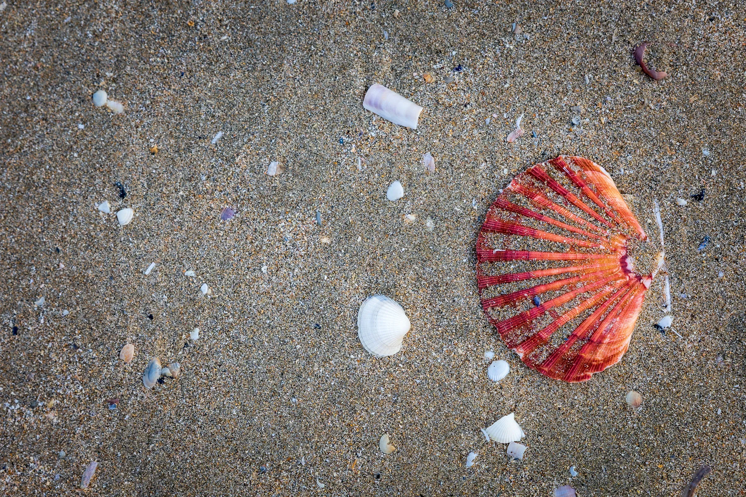 Overhead close-up of a vivid red scallop shell and scattered smaller shells on wet sand, Trouville