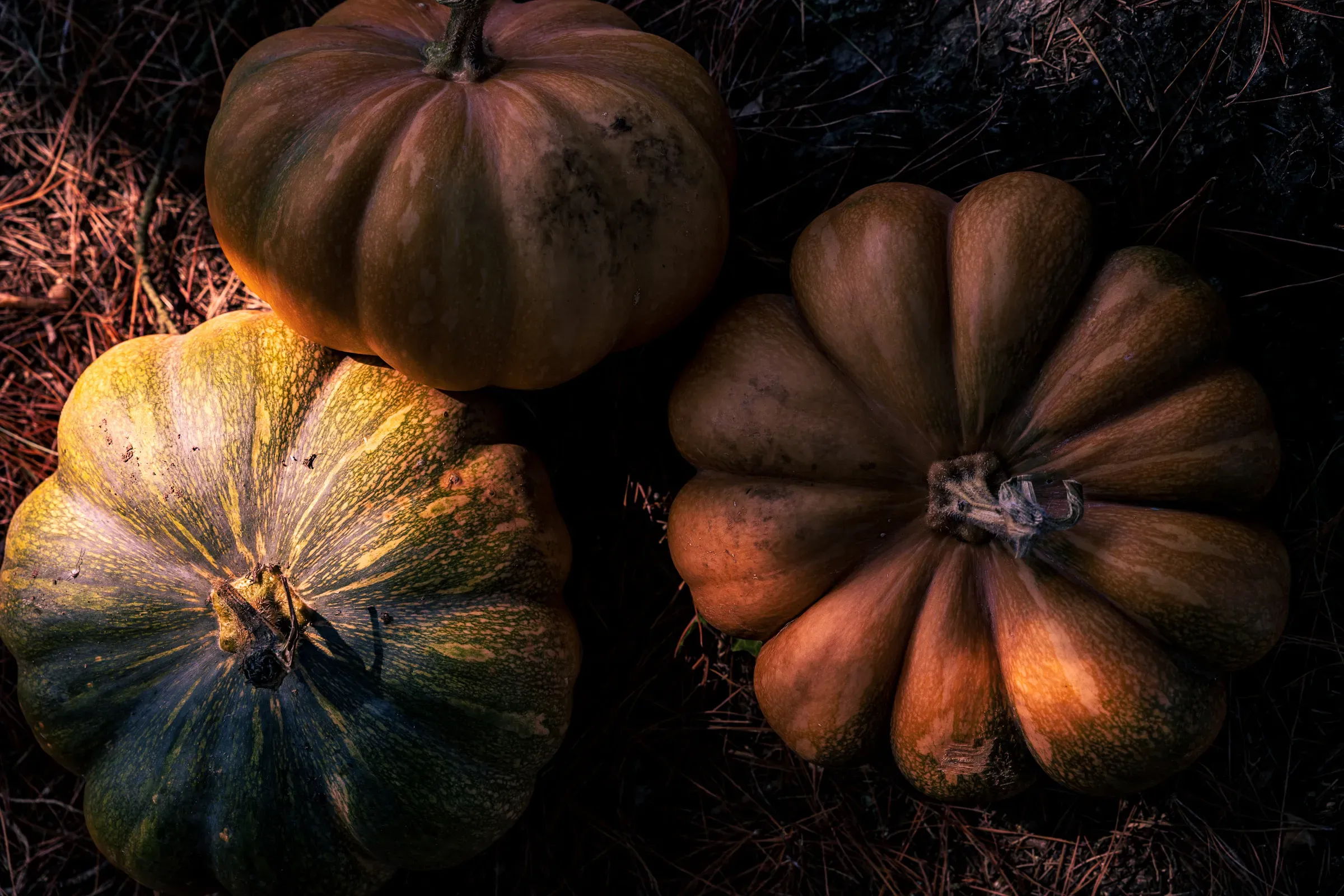 Three pumpkins seen from above in dramatic low light