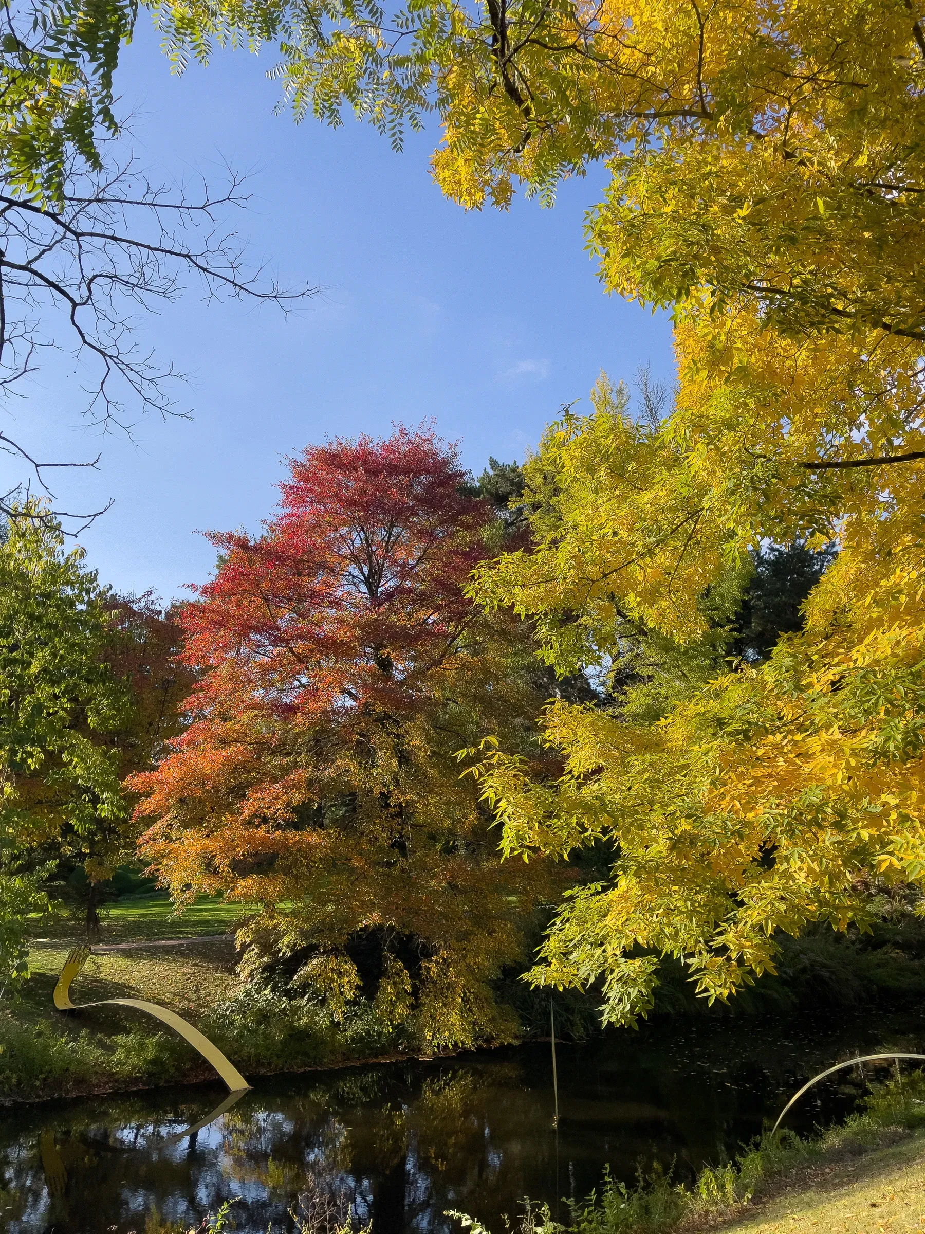 Red-orange and yellow-gold autumn trees under a clear blue sky