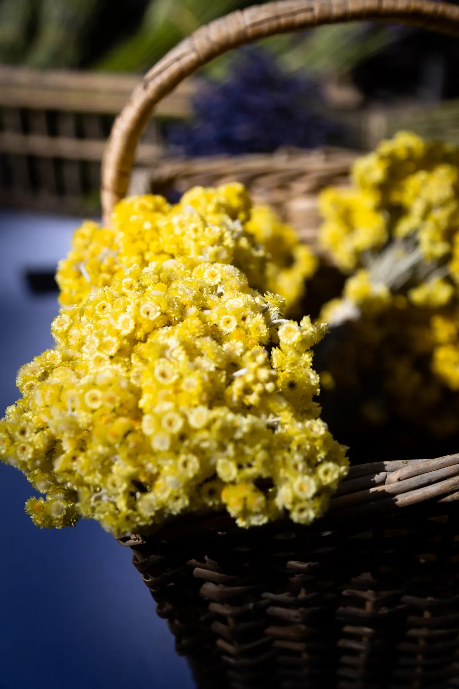 yello flowers