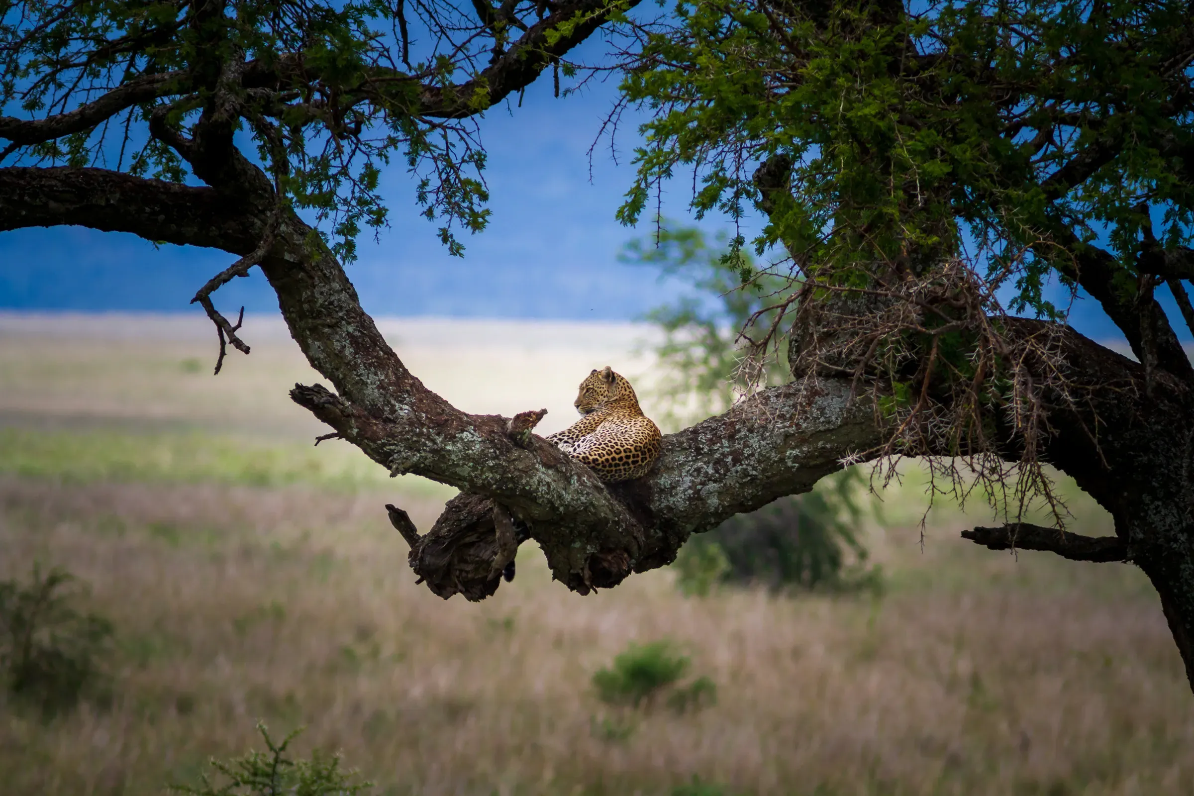 Leopard at rest in the fork of an acacia tree, Serengeti savanna stretching flat behind, blue sky above