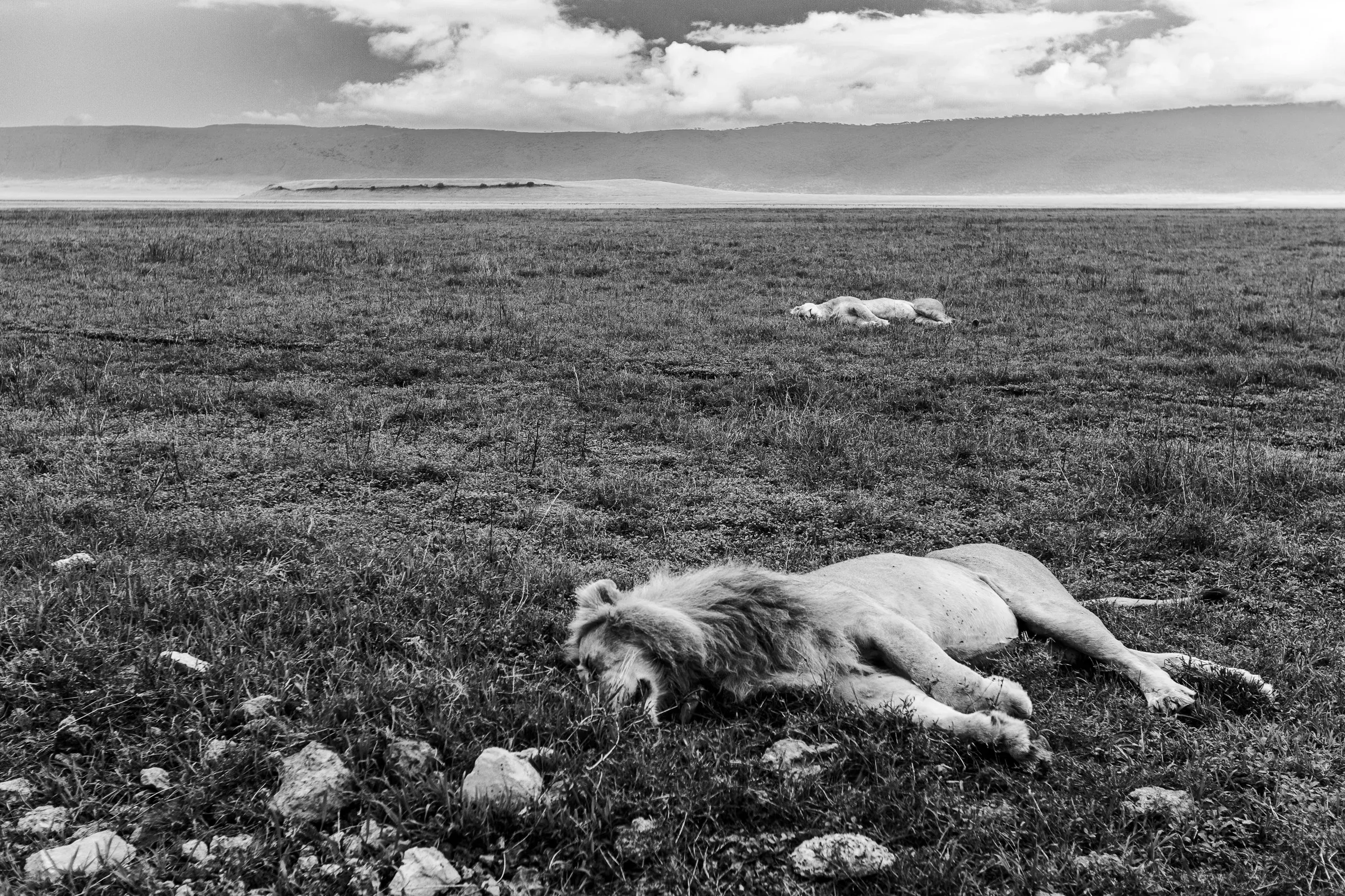 A male lion asleep in open grassland, a second lion resting far behind him, flat savanna horizon and dramatic clouds above
