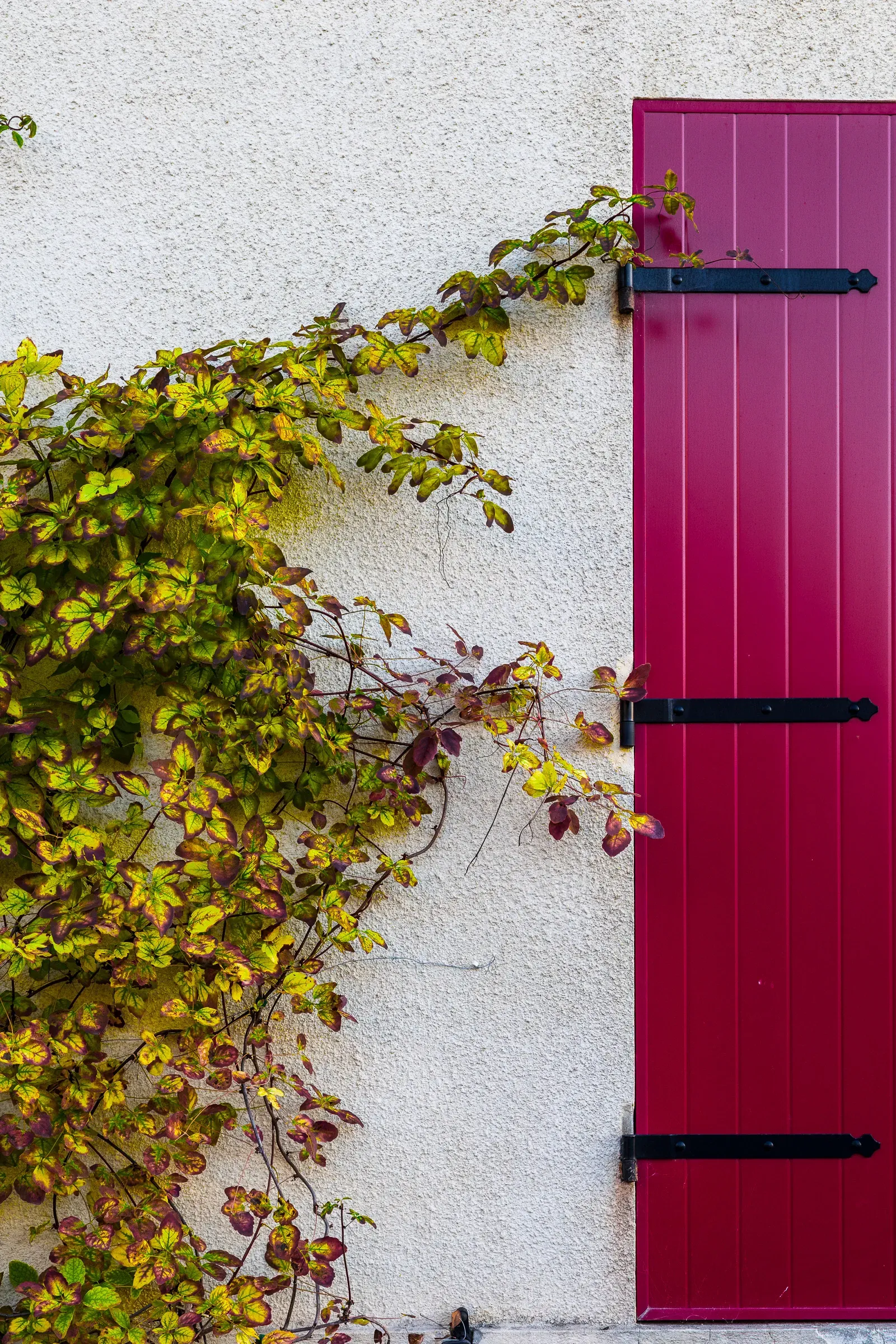 Crimson wooden shutter with black iron hinges beside autumn-coloured climbing vines on a white render wall, Bordeaux