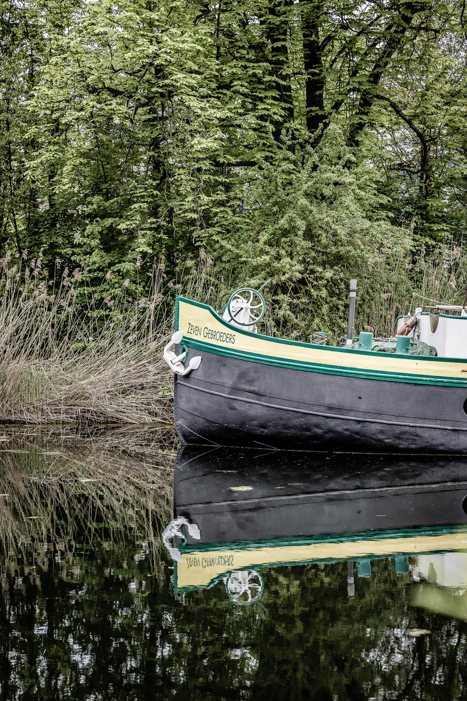 Bow of the black and yellow barge Zeven Gebroeders moored among tall reeds, reflected in still dark water