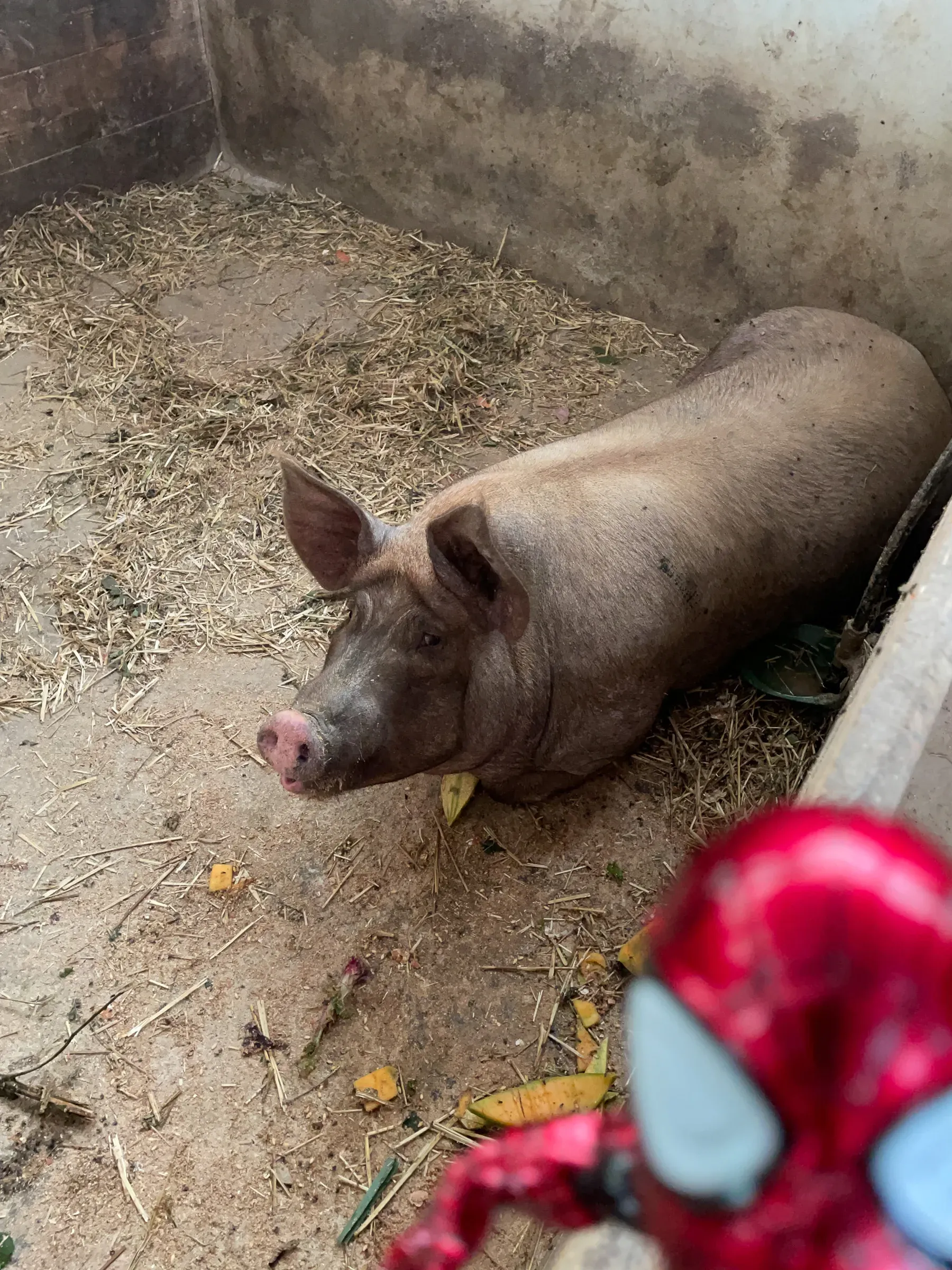 Spiderlush with a pig