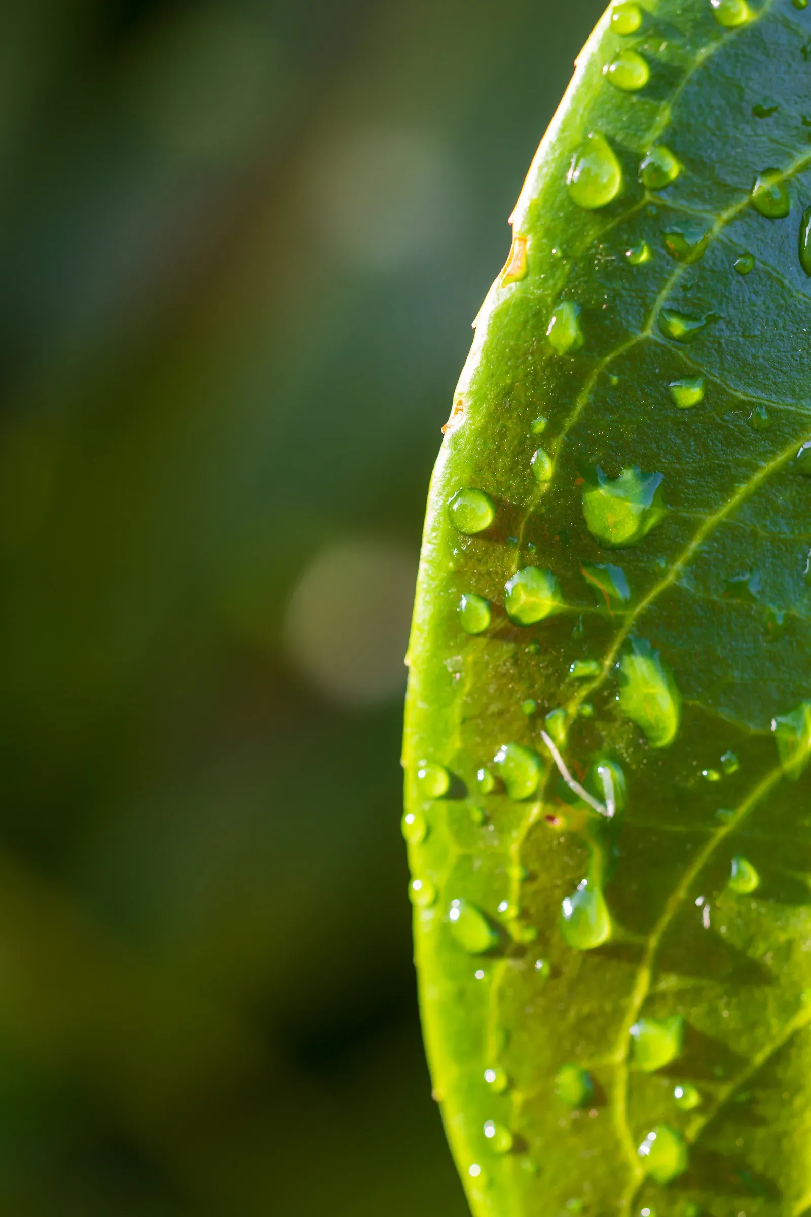 Close-up of a green leaf edge with scattered water droplets