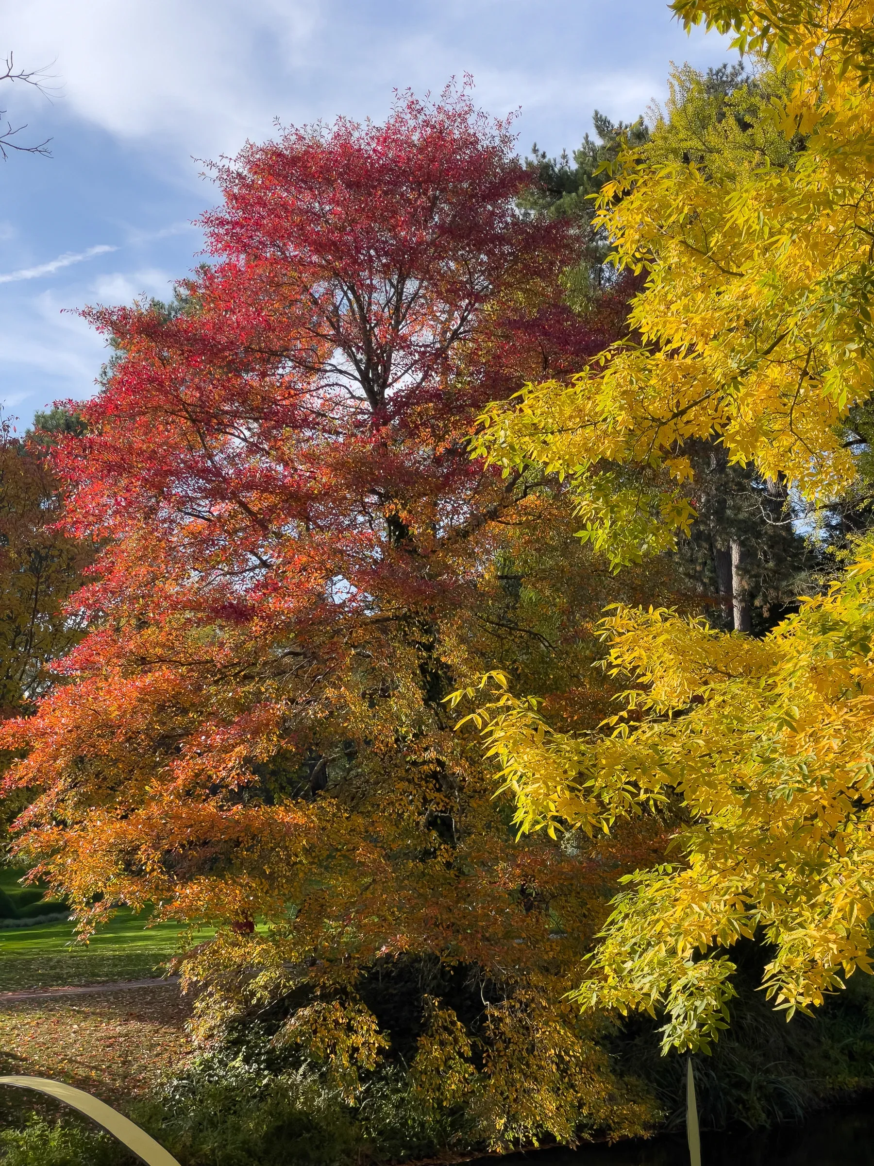 Autumn trees with red and green-yellow foliage under a partly cloudy sky