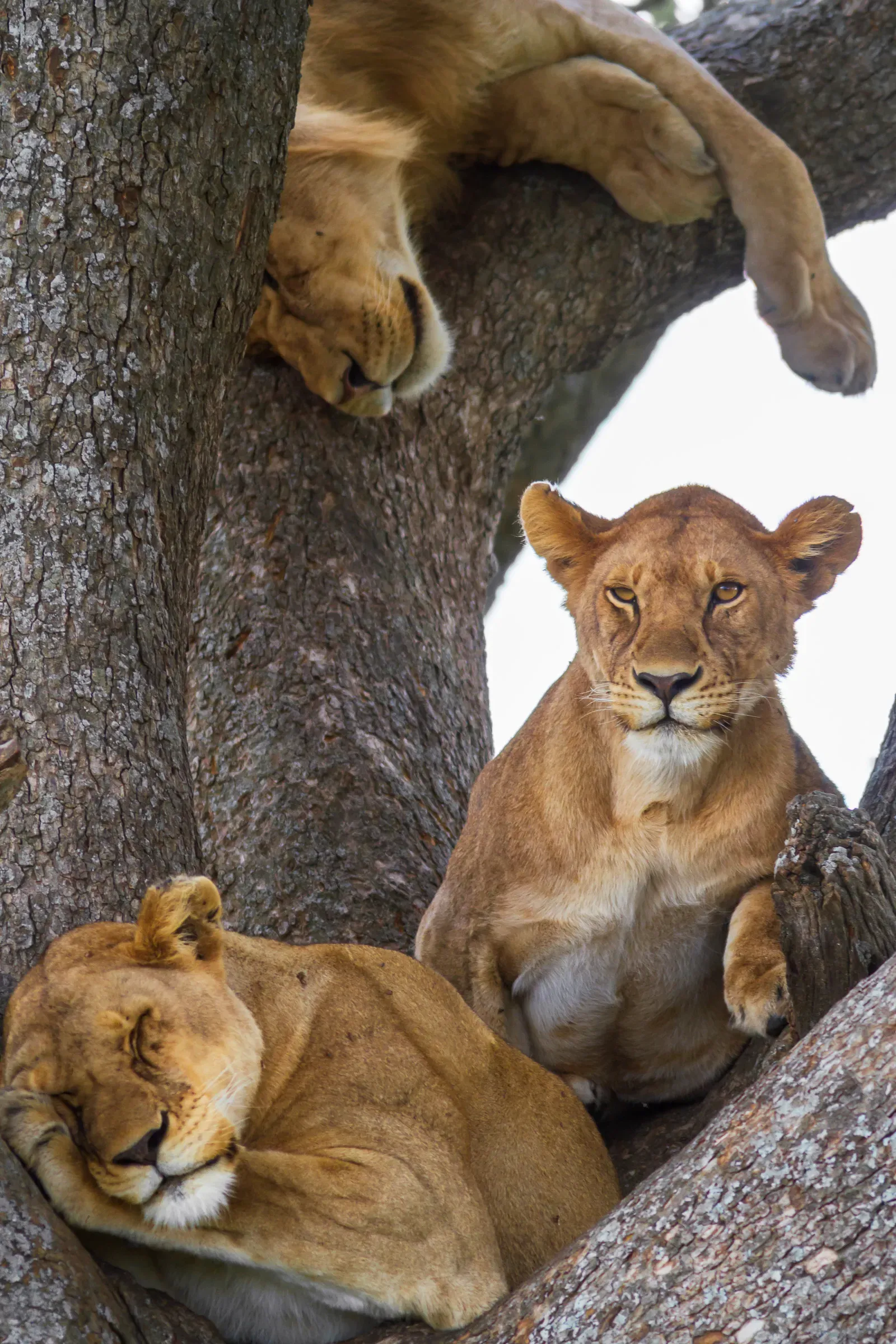Three lionesses wedged into the branches of a large tree — two asleep, one looking at the camera from below
