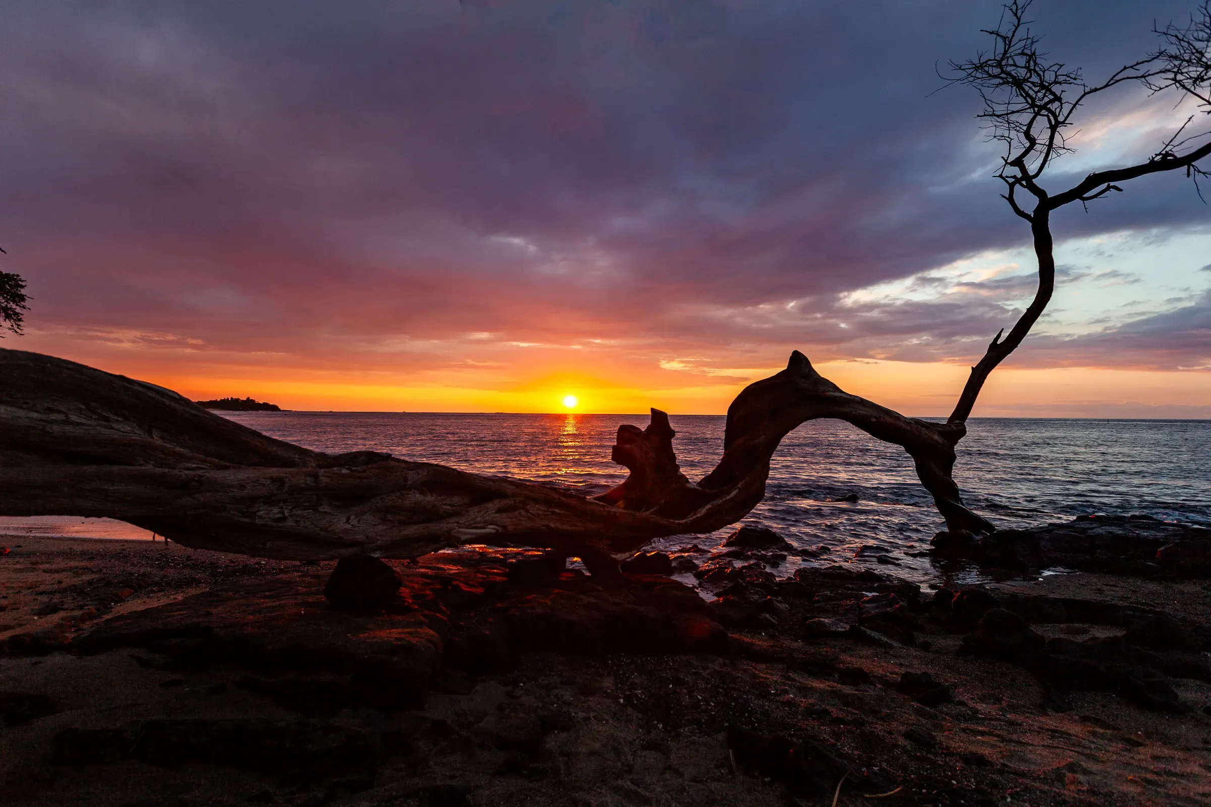 Twisted driftwood and bare tree silhouetted against a deep orange and purple sky, Hawaii — low tide on dark volcanic rock at sunset