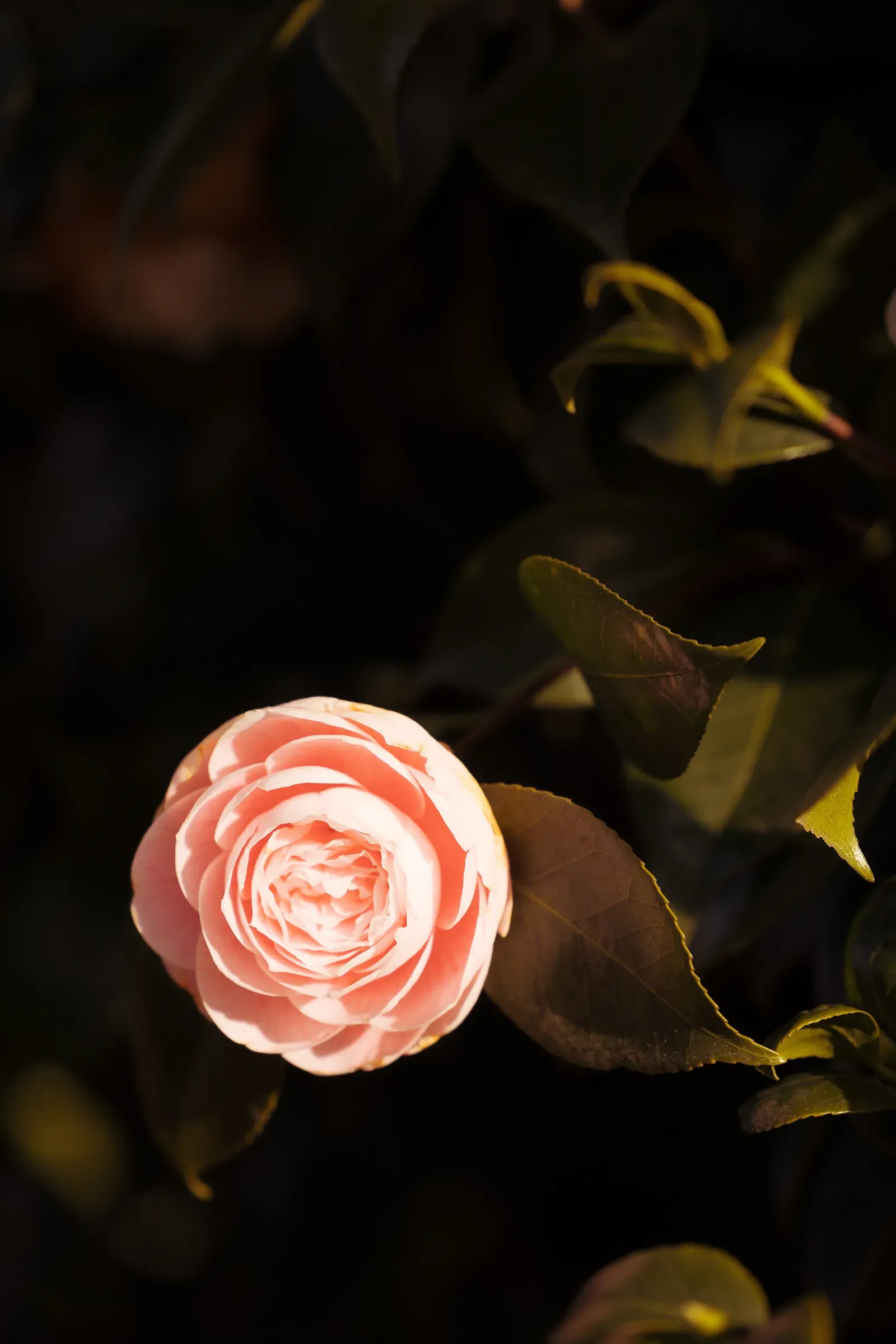 A single pink camellia bloom in sharp focus against a near-black background of dark green leaves