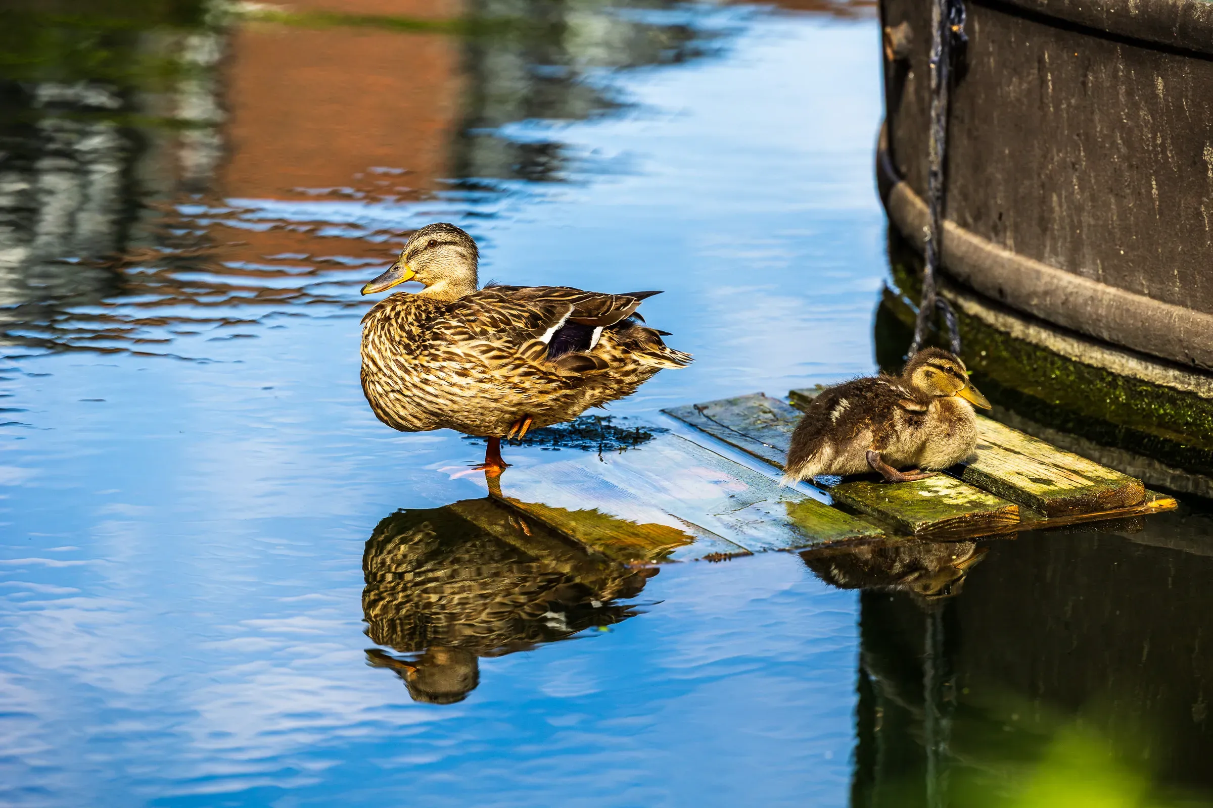 A mallard duck and a duckling perched on a submerged plank beside a narrowboat hull, reflected in blue canal water