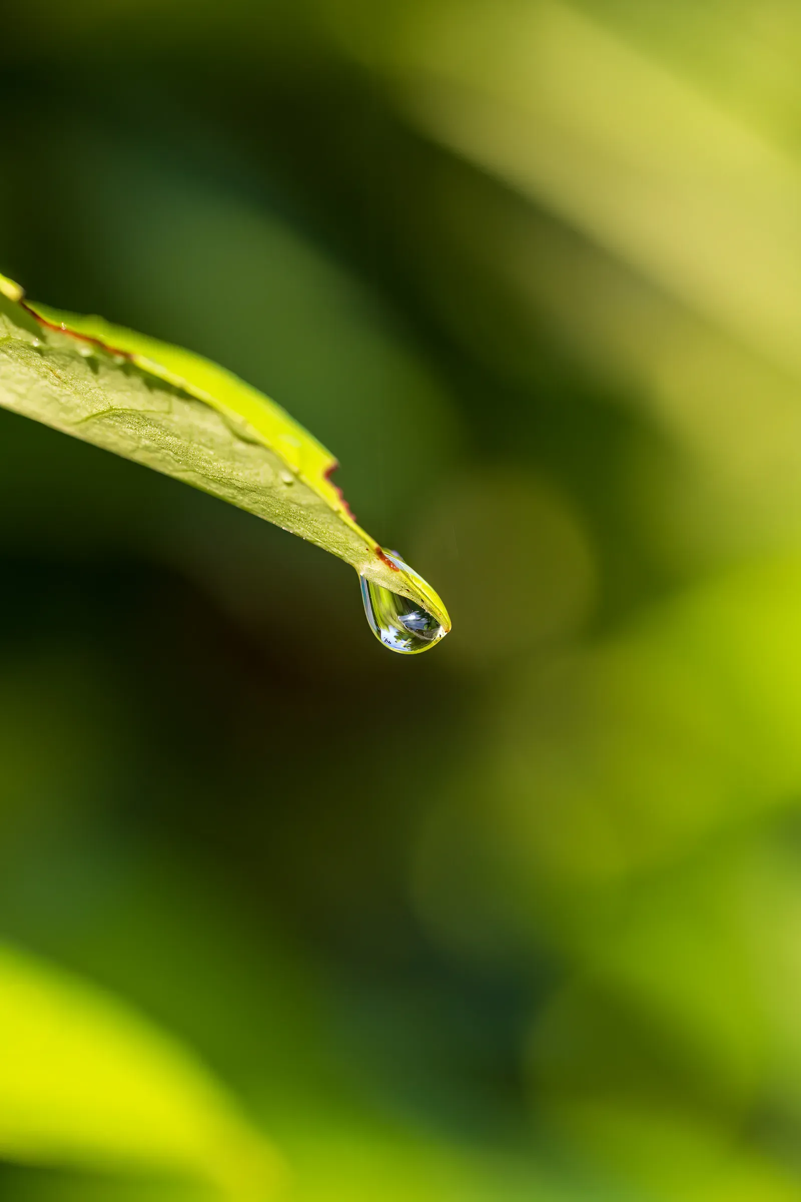 A single water droplet hanging from the tip of a green leaf