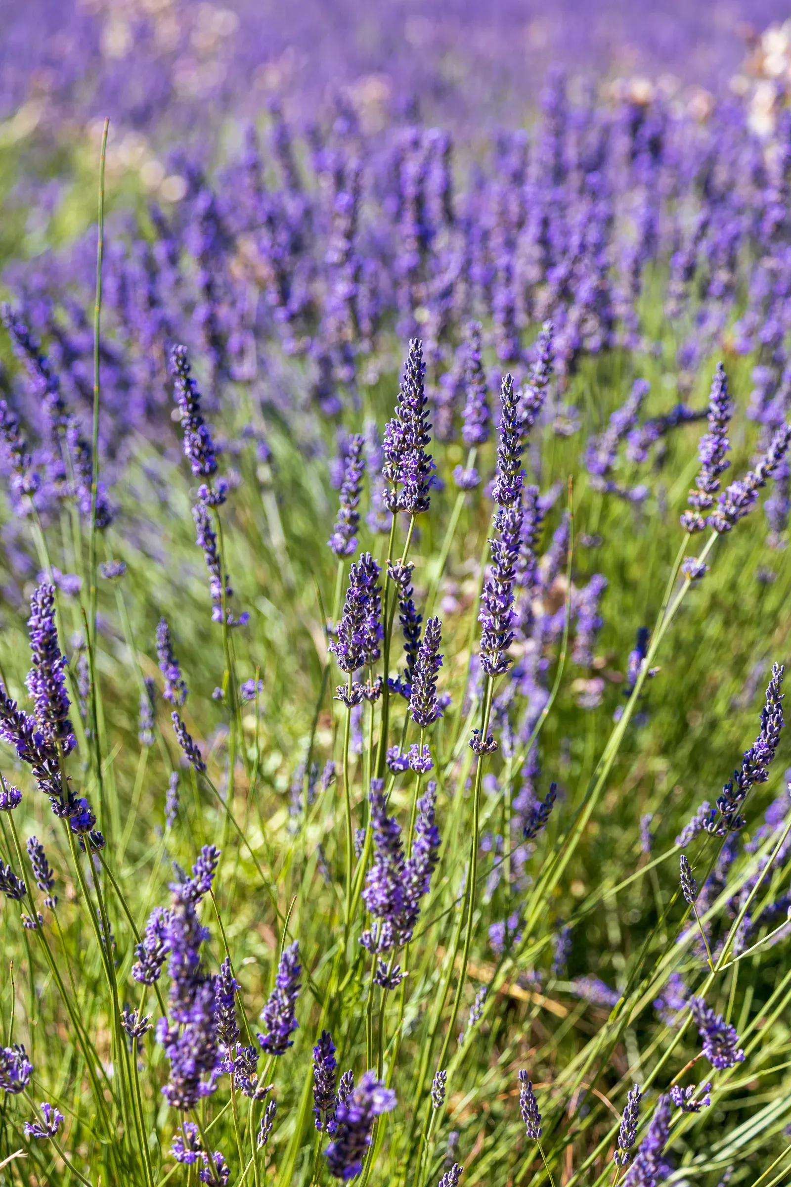 more lavender