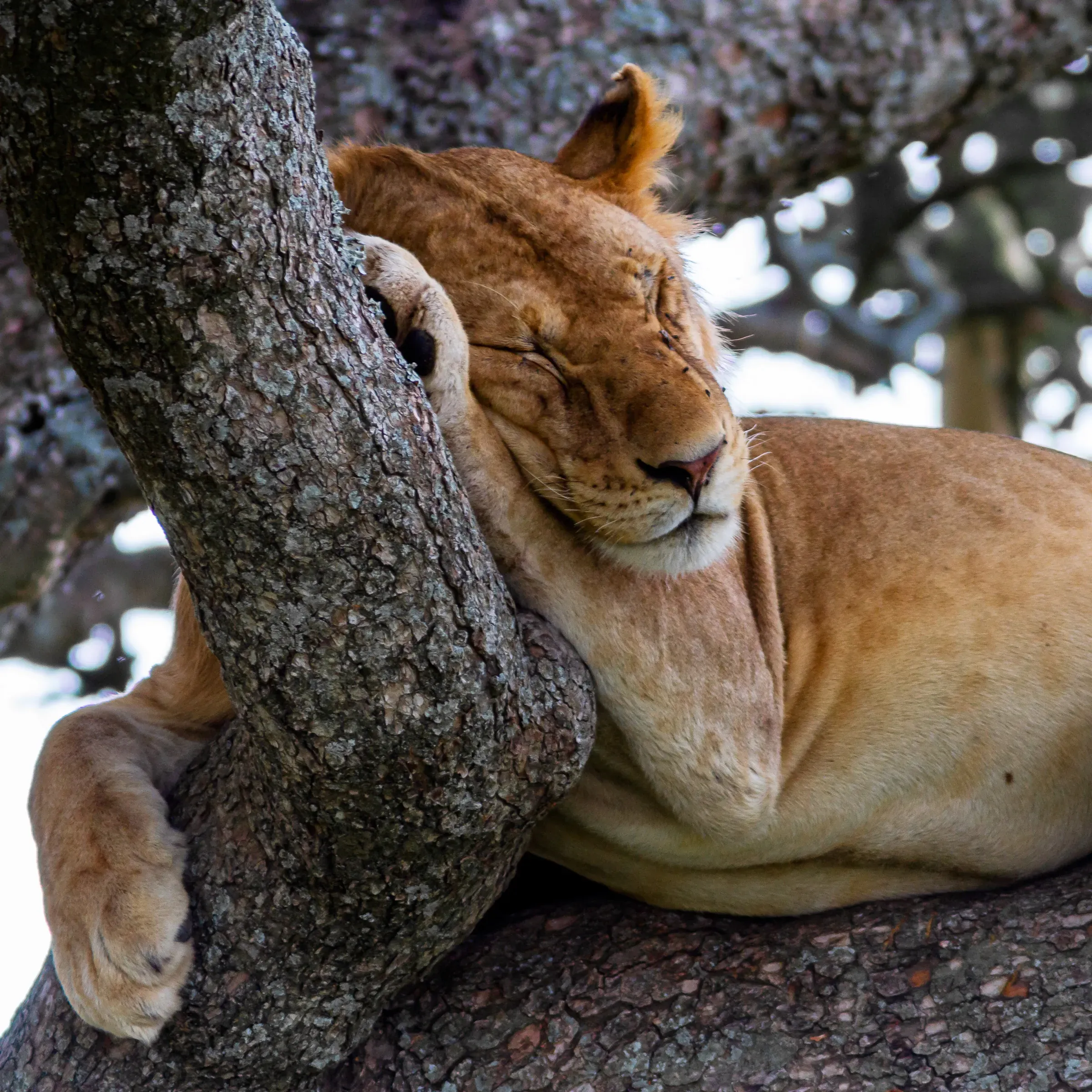 Lioness asleep in a tree, head pressed against the trunk, one paw draped over a branch