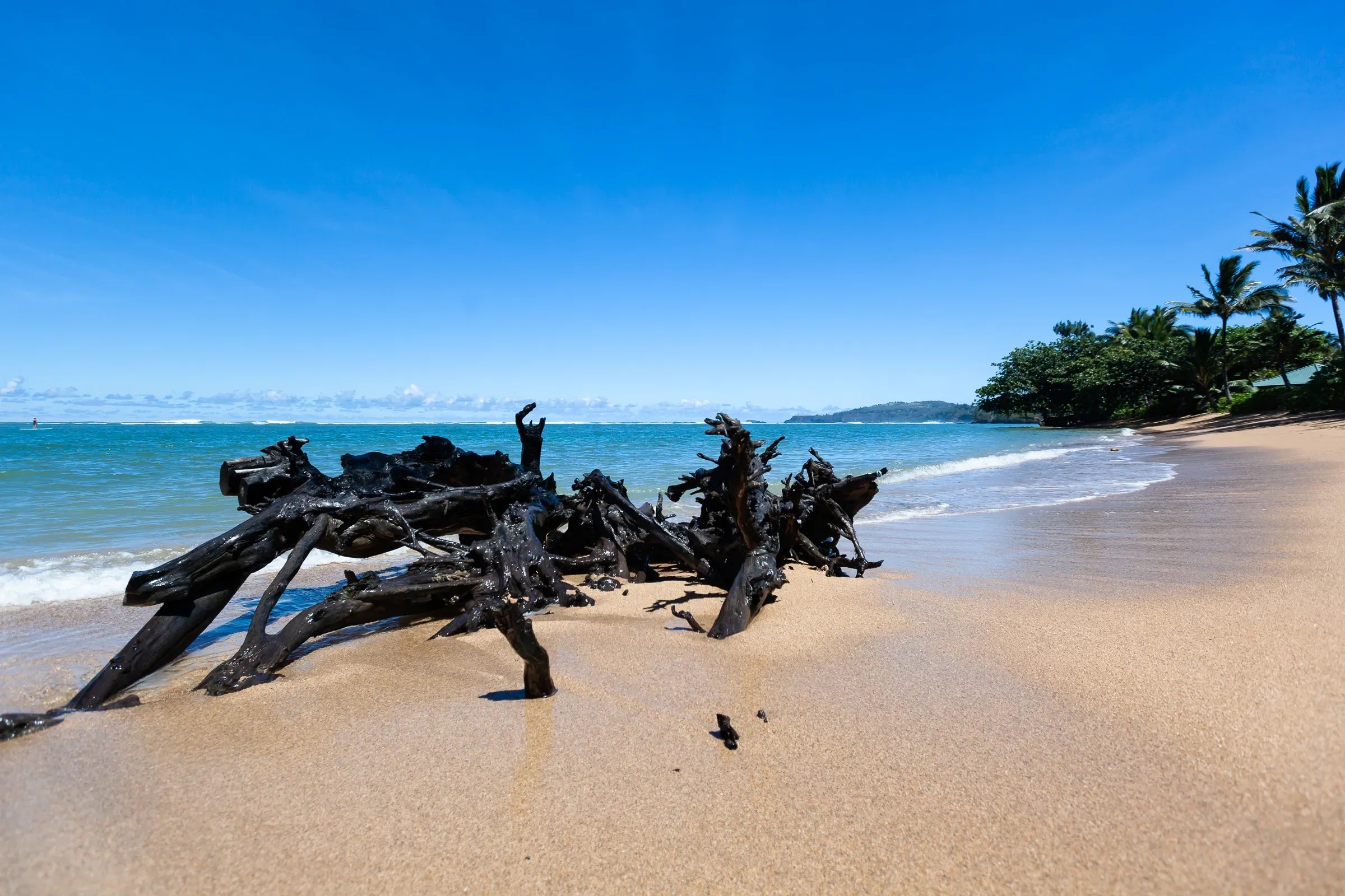 Large tangled driftwood roots on a tropical beach, Hawaii — golden sand, deep blue water, palm trees and green headland