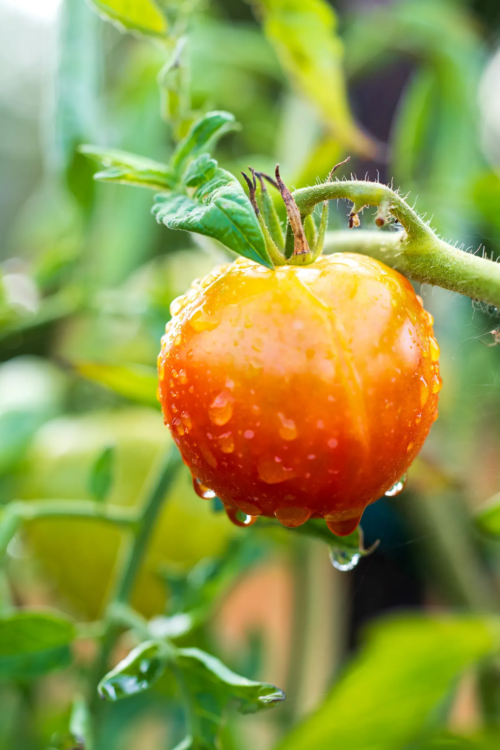 Ripe tomato on the vine glistening with water droplets