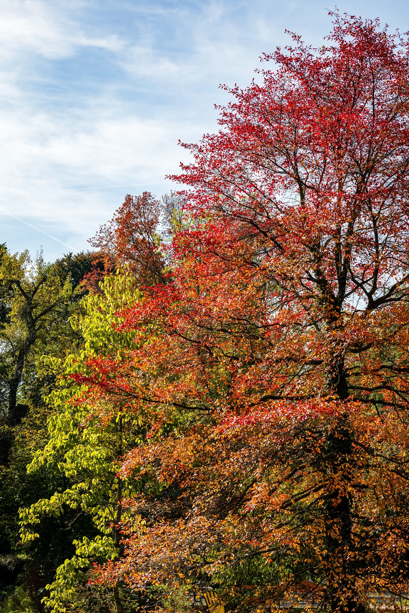 Golden-orange deciduous tree reflected in a dark still pond surrounded by tall evergreens