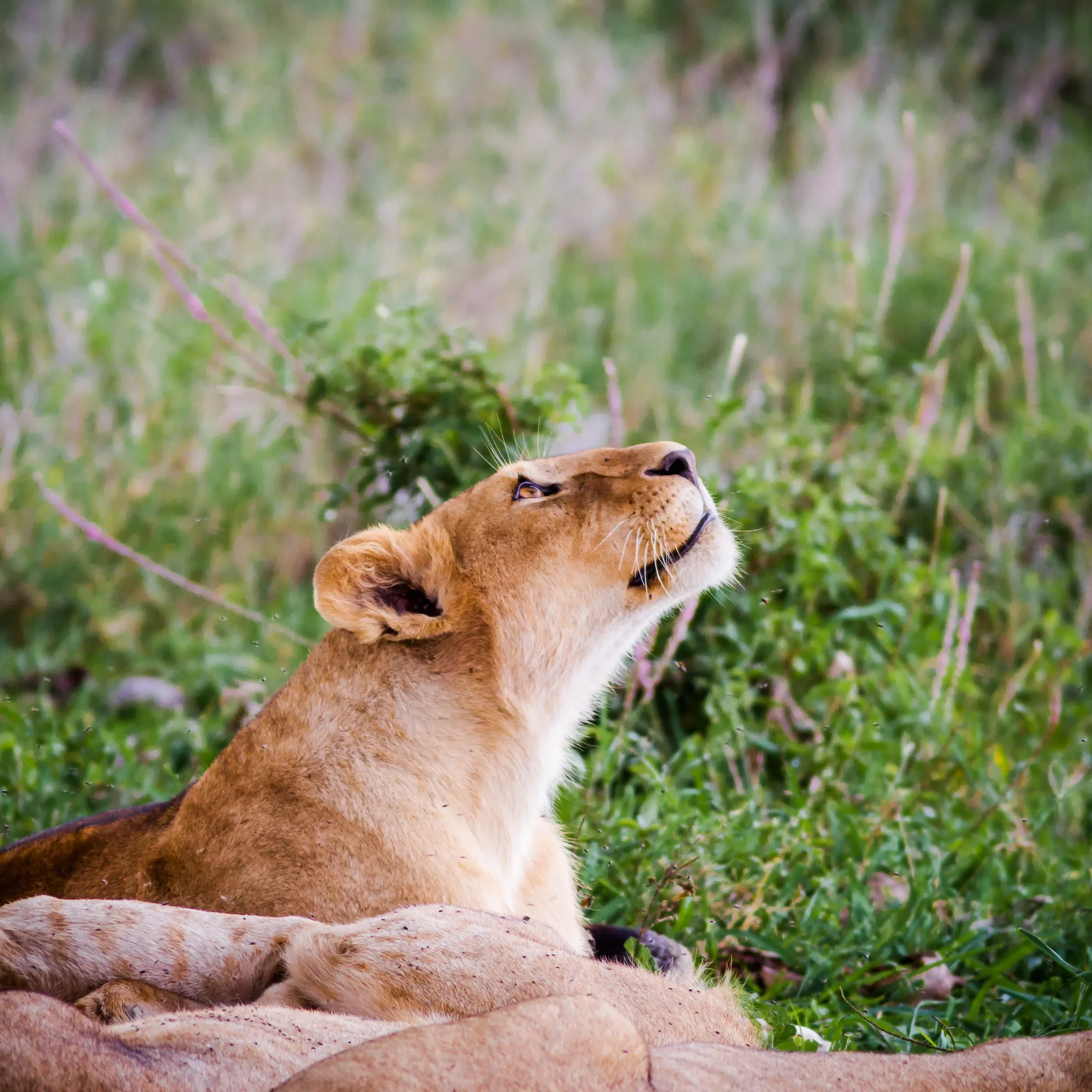 Lioness lying in long grass, head tilted up, chin raised, eyes fixed on something above the frame