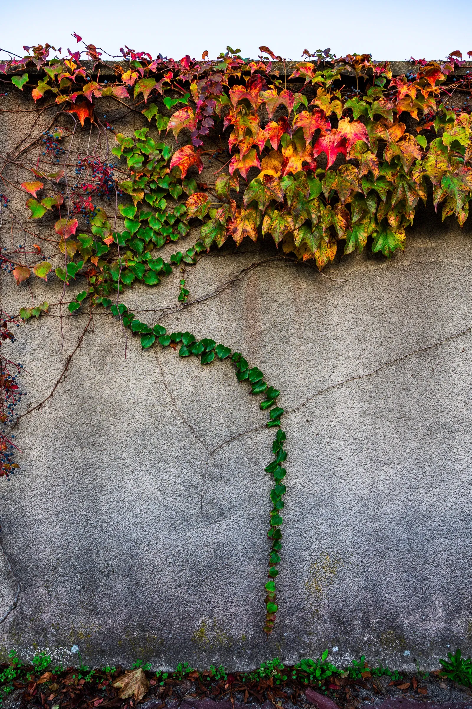 Autumn vines in red, orange and green trailing down a cracked grey wall from the top edge, Bordeaux