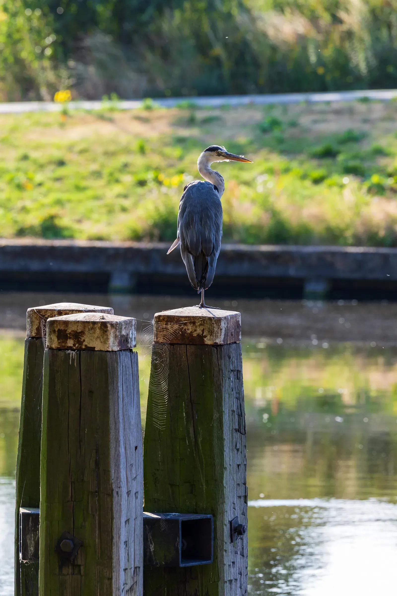 Grey heron perched on weathered wooden mooring posts beside an Amsterdam canal, green reeds behind