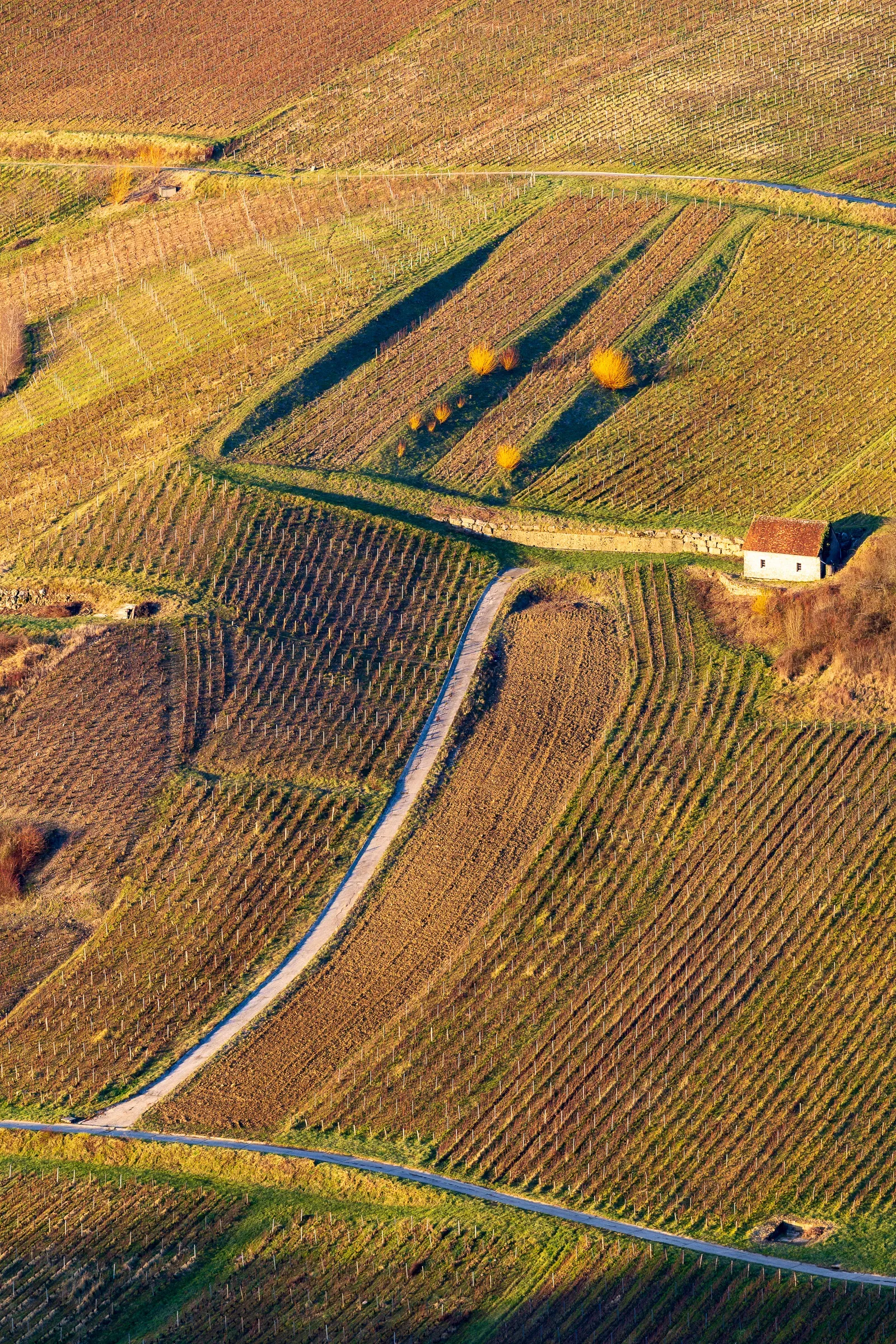 Aerial view of Jura vineyards in autumn gold-brown, a narrow road and a small white chapel cutting through the rows
