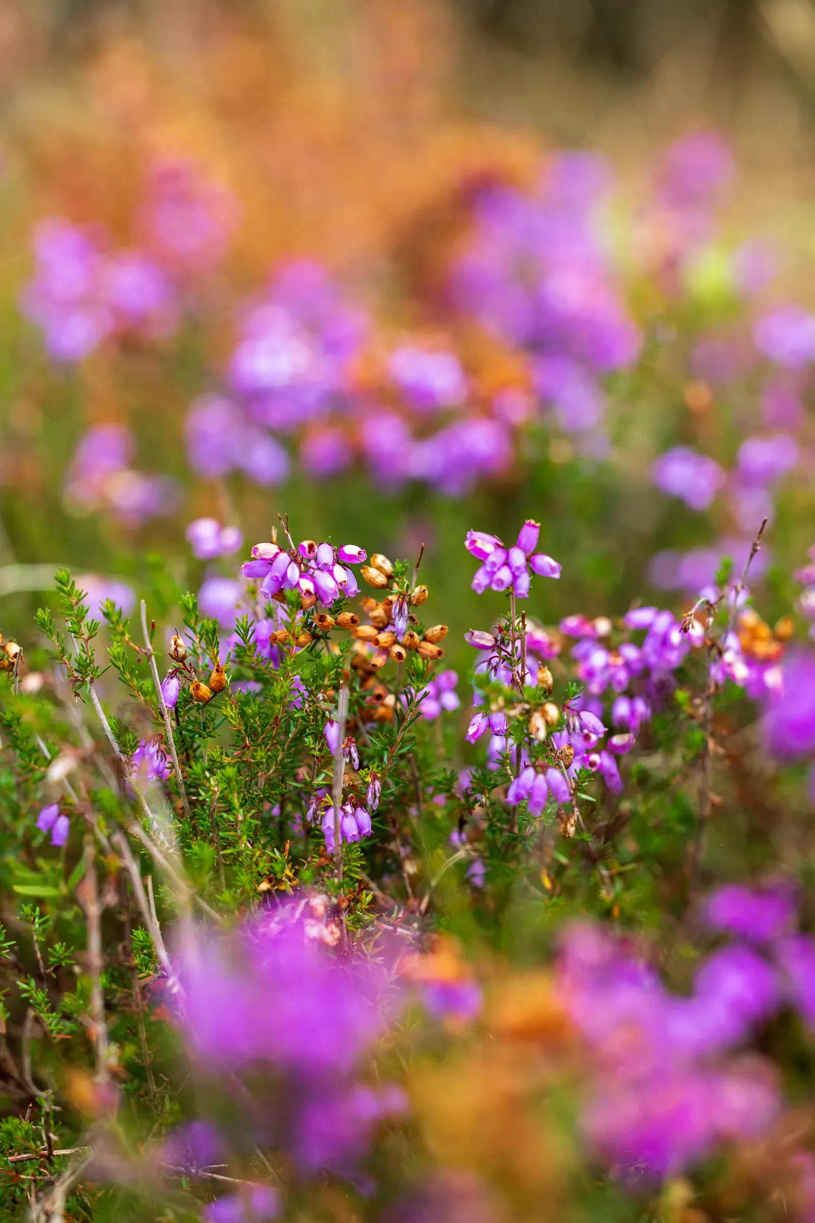 Purple heather flowers in soft focus in an open field