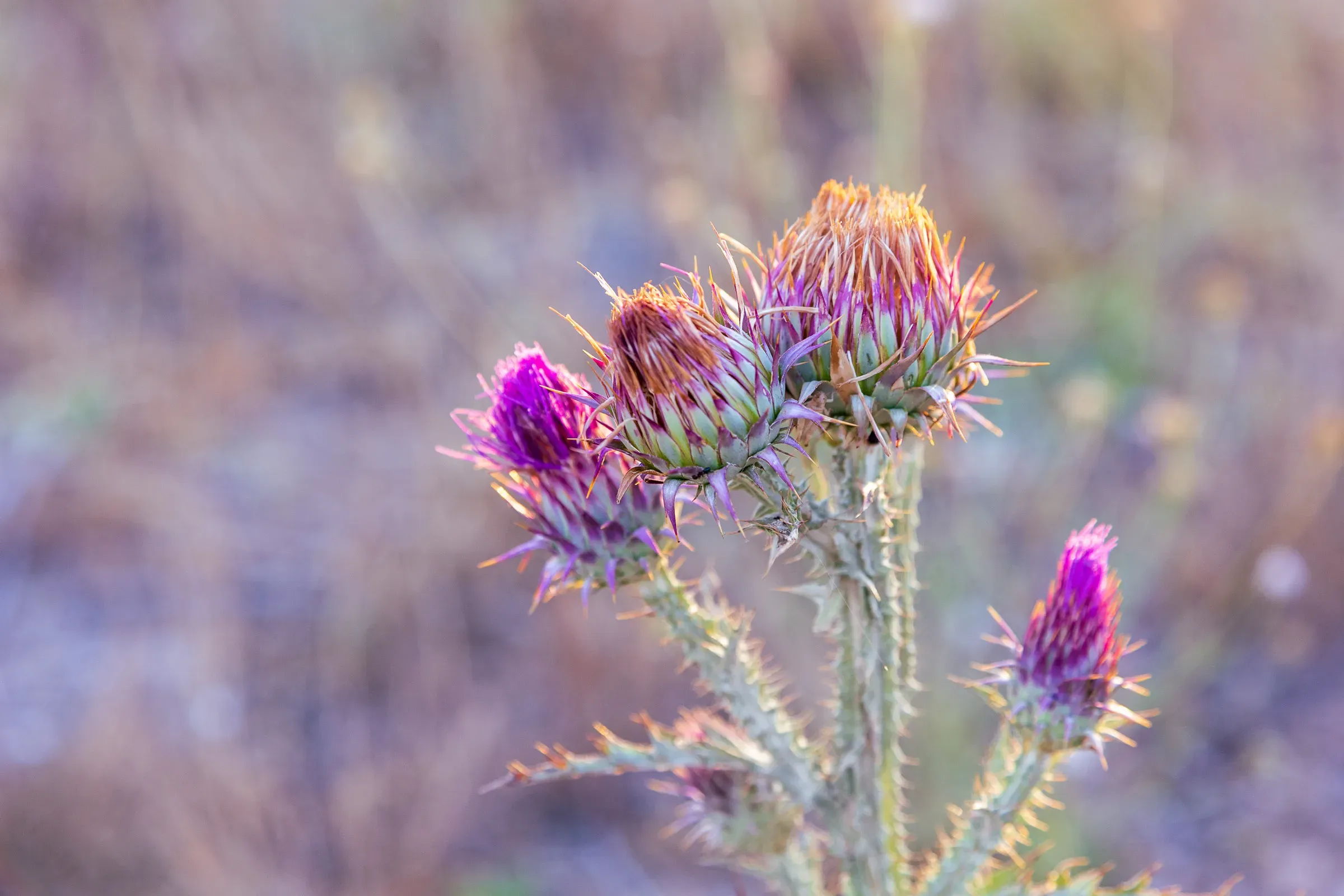 Thistle